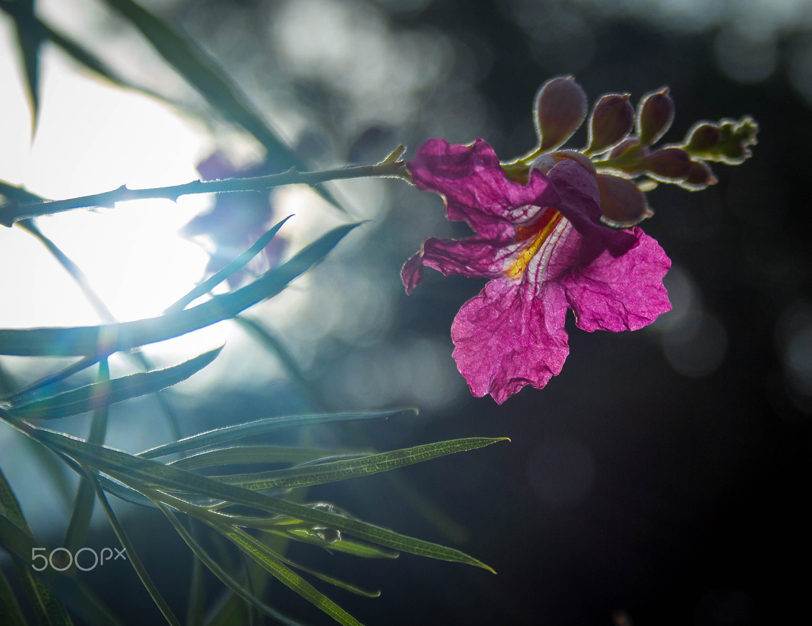 Canon EF-S 18-55mm F3.5-5.6 II sample photo. Morning flower photography