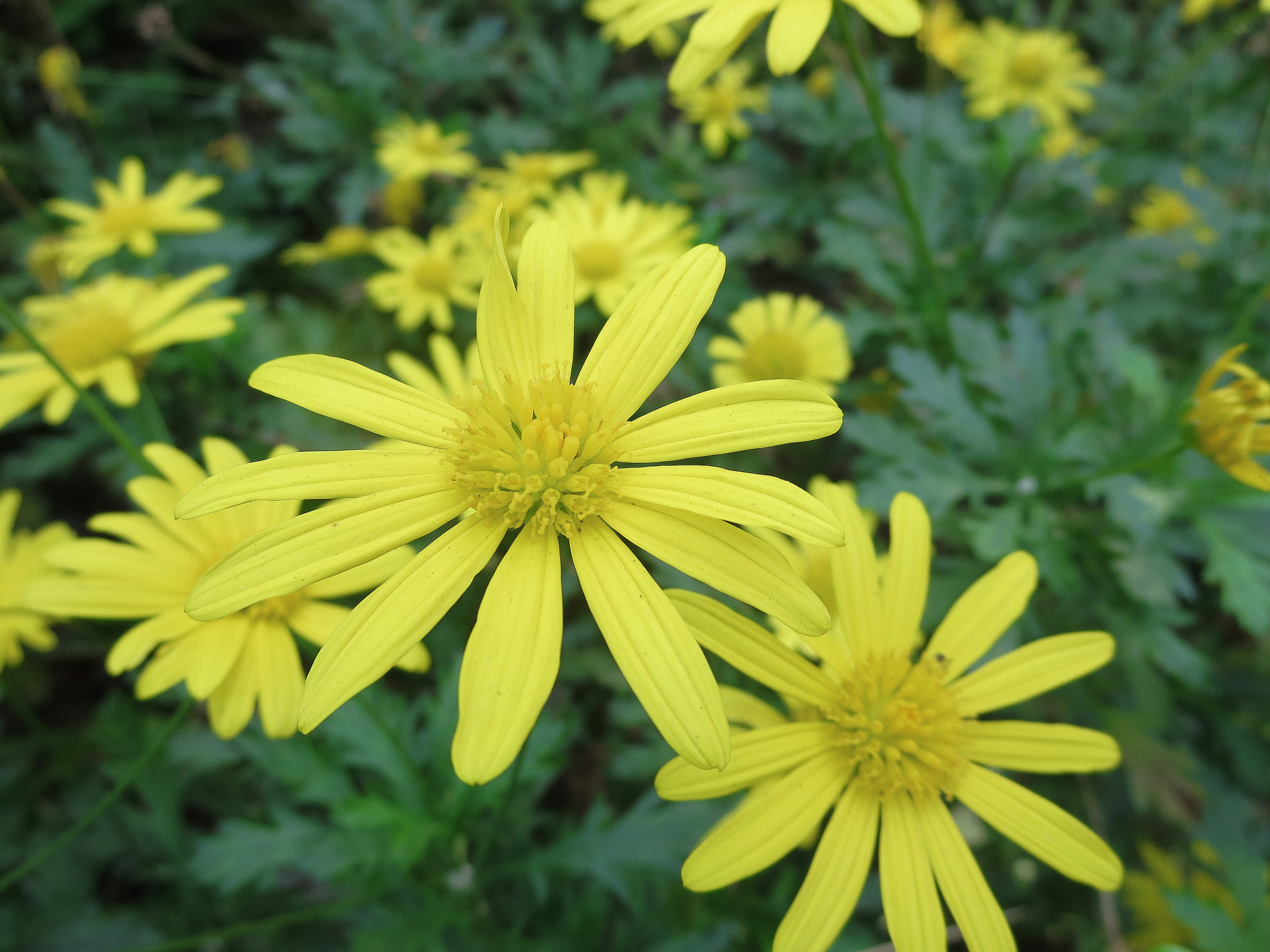 Canon PowerShot ELPH 330 HS (IXUS 255 HS / IXY 610F) sample photo. Flower photography