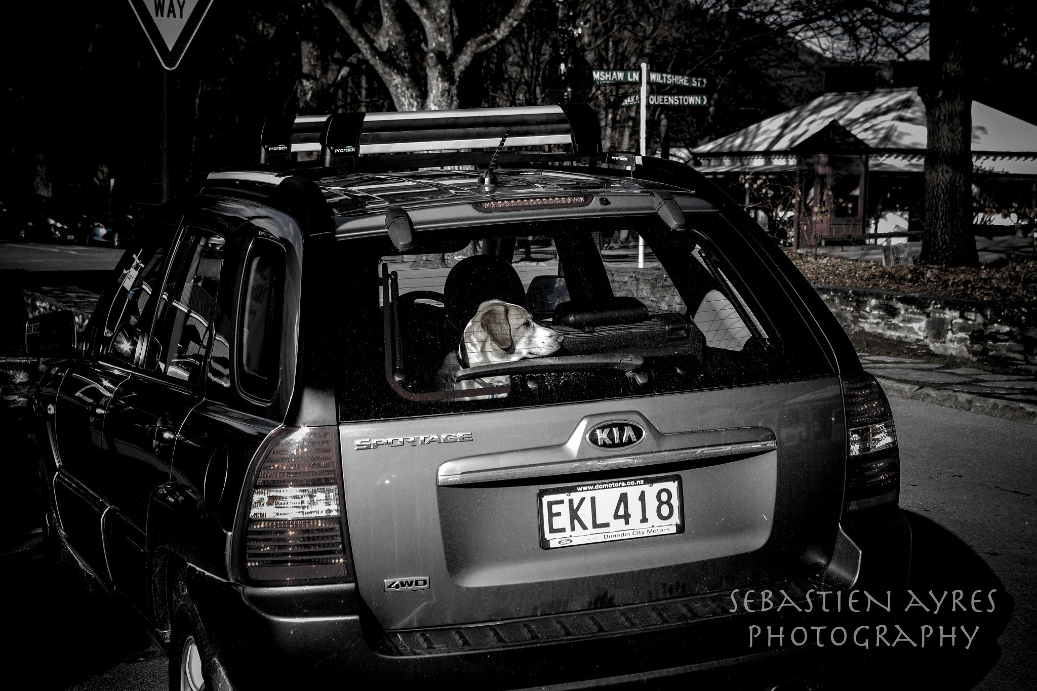 Pentax K-S2 sample photo. Dog in car photography