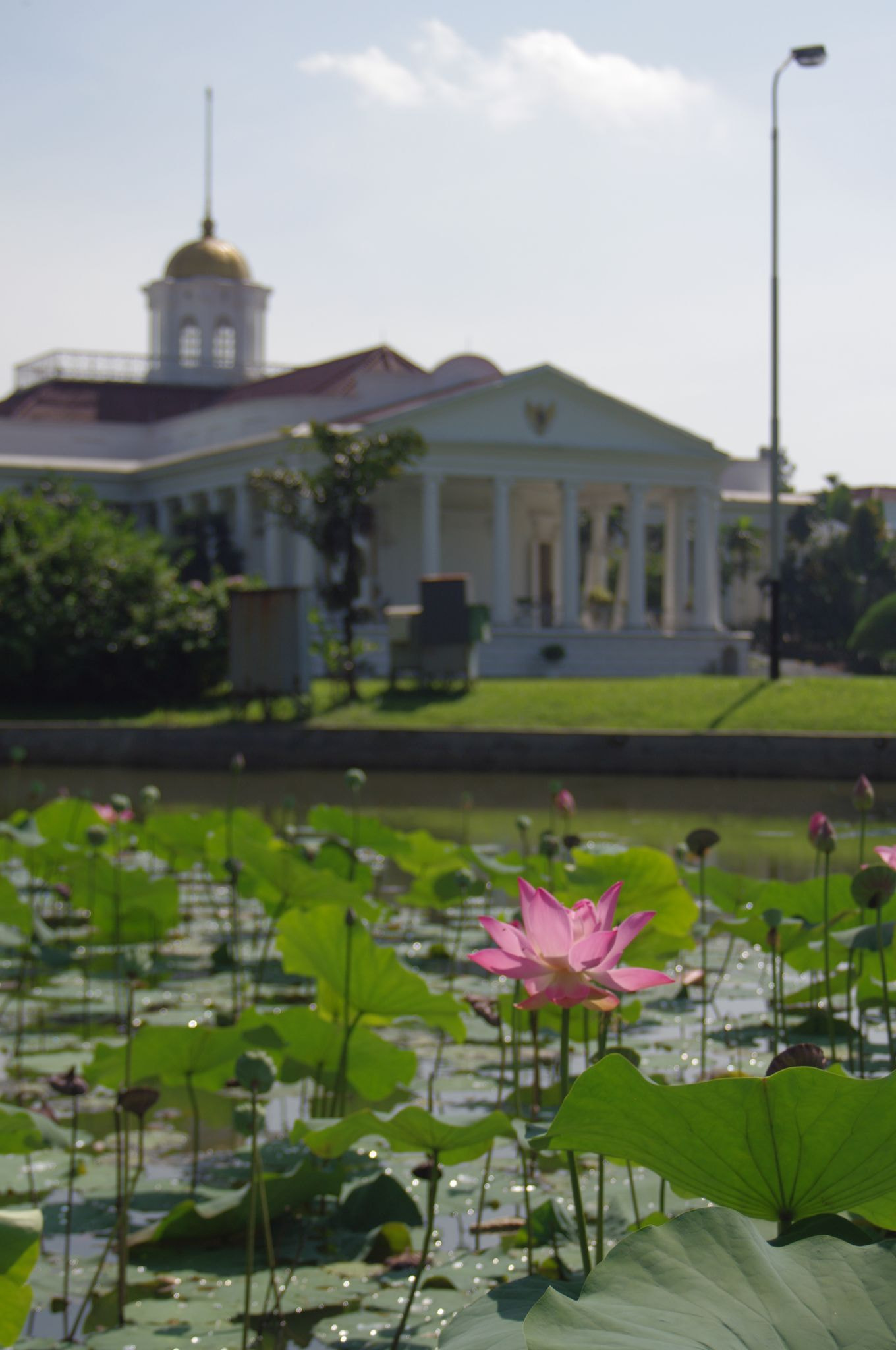 Pentax K-x + A Series Lens sample photo. Lotus on bogor palace's pond photography