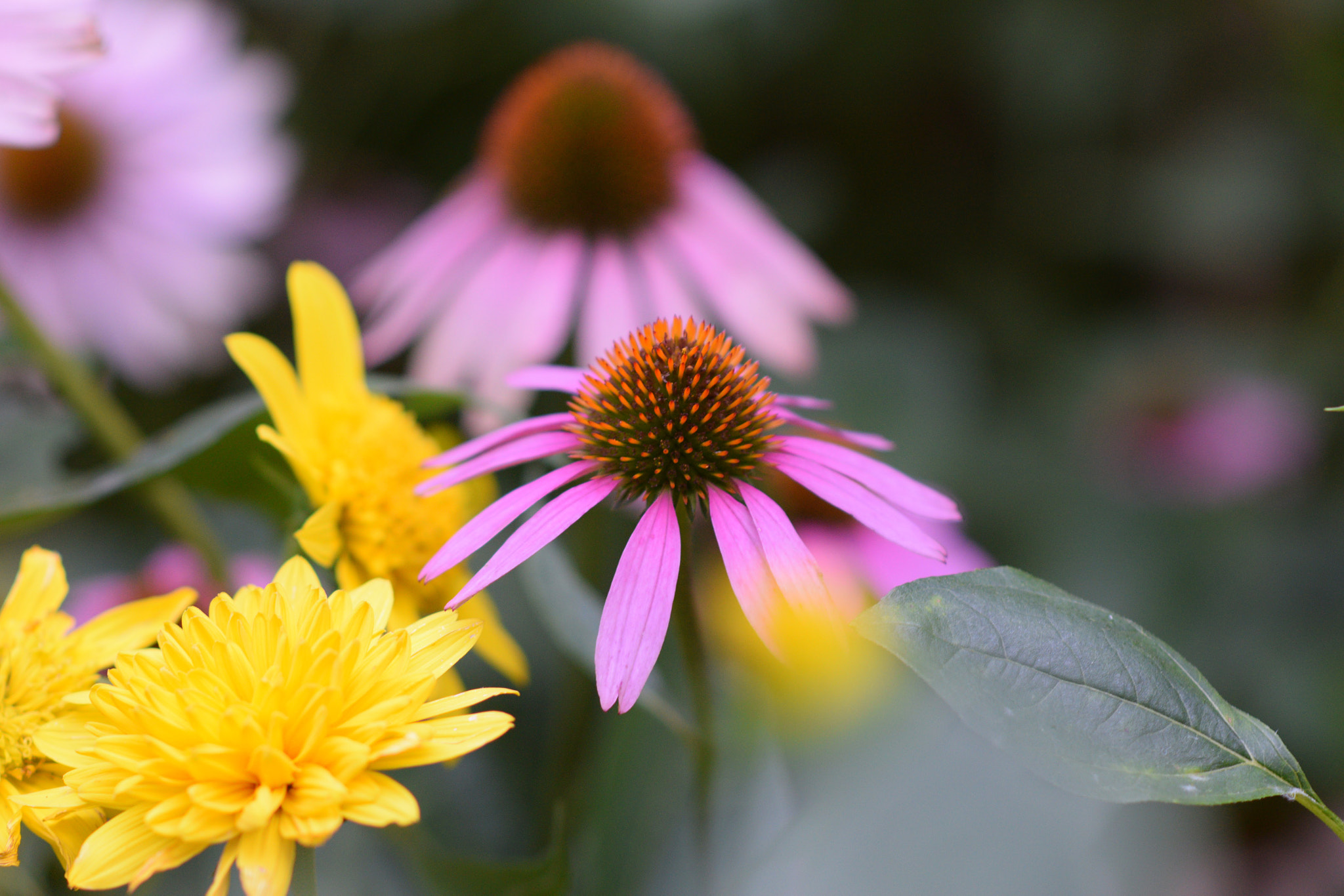 Nikon D3300 + Nikon AF-S Nikkor 85mm F1.8G sample photo. A flower photography