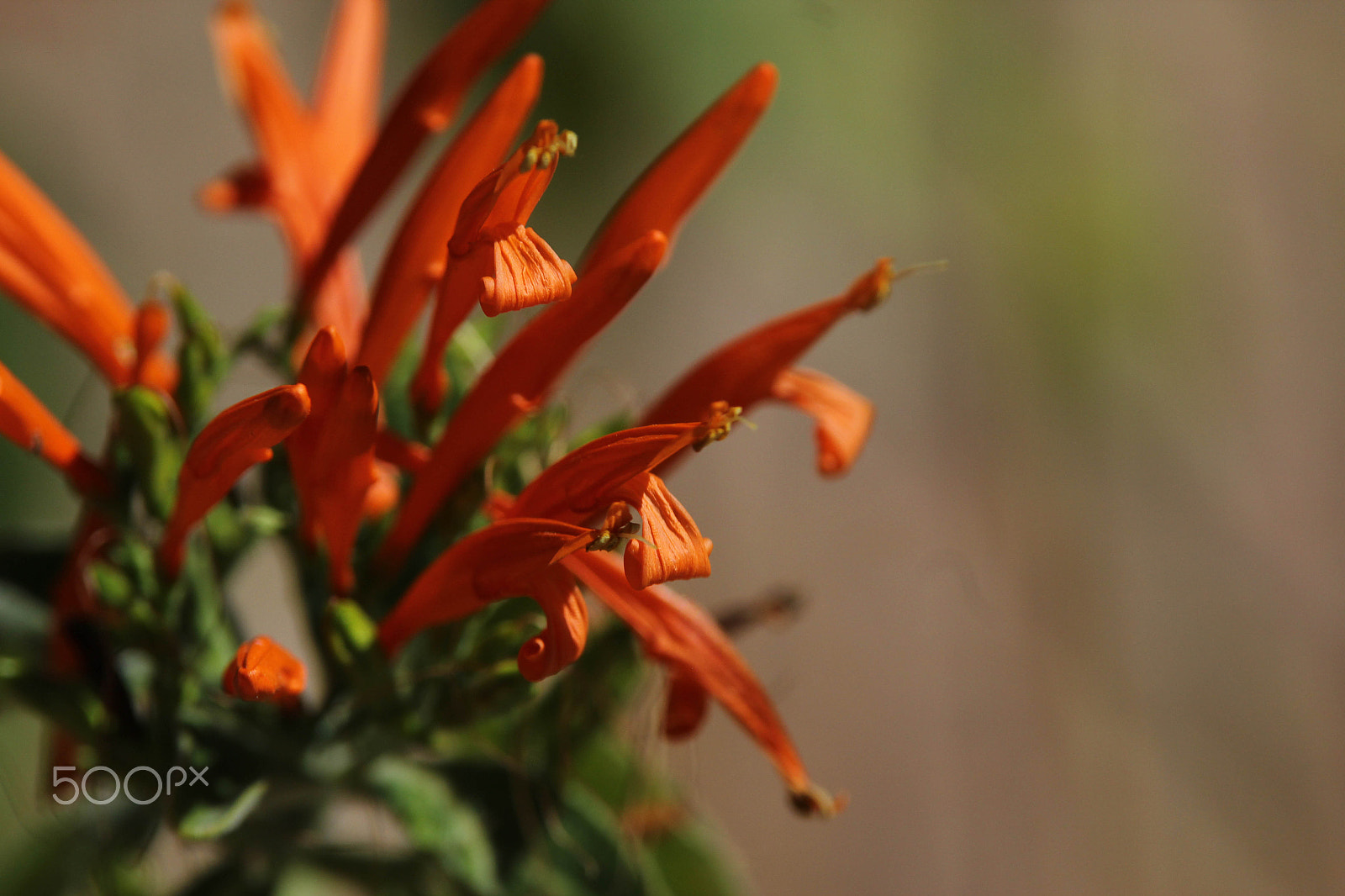 Tamron SP AF 70-200mm F2.8 Di LD (IF) MACRO sample photo. Wright desert honeysuckle photography