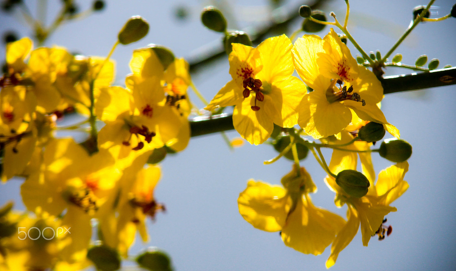Tamron SP AF 70-200mm F2.8 Di LD (IF) MACRO sample photo. Palo verde flower photography
