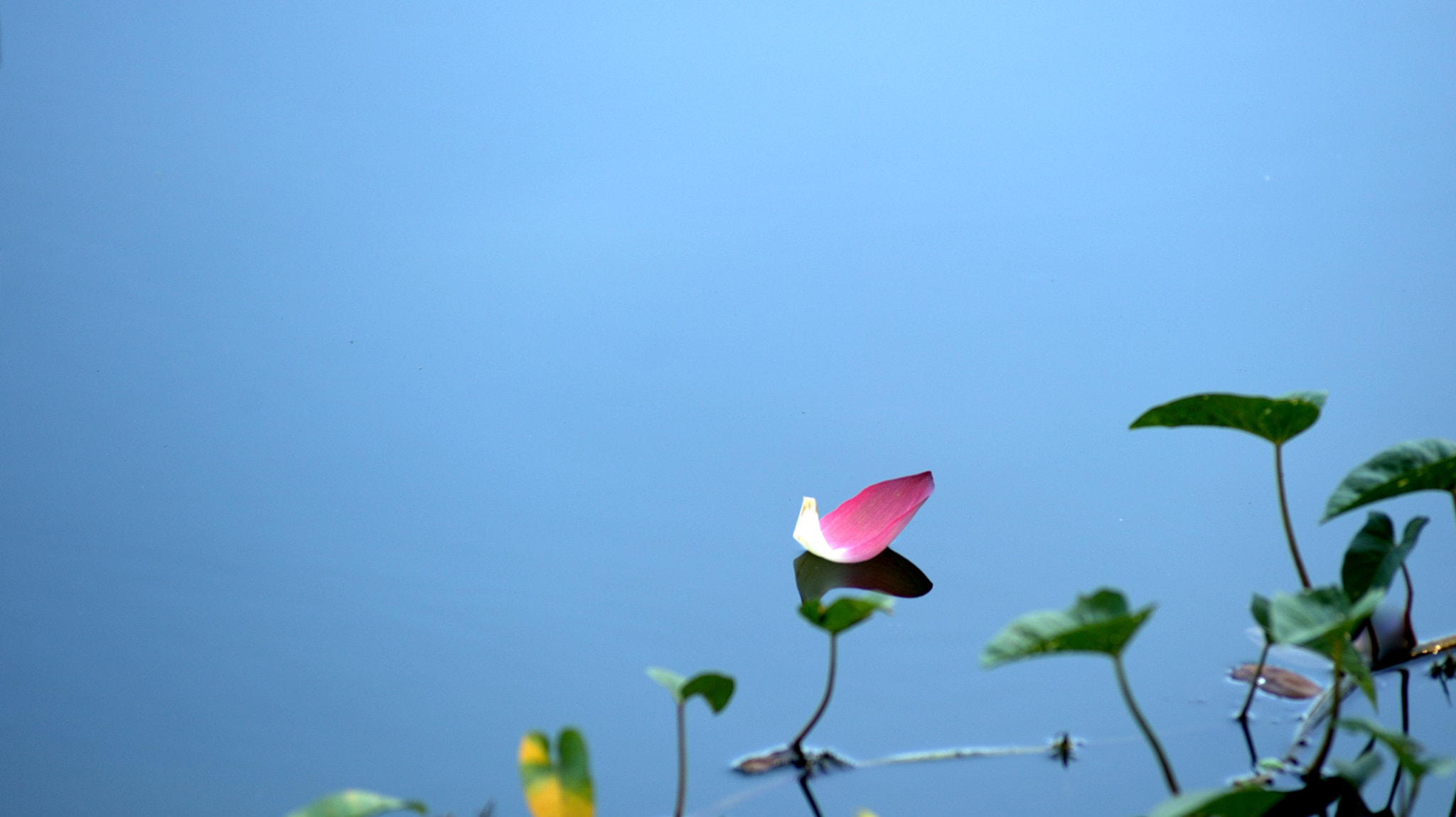 Nikon AF-Nikkor 80-200mm F2.8D ED sample photo. Nef photography