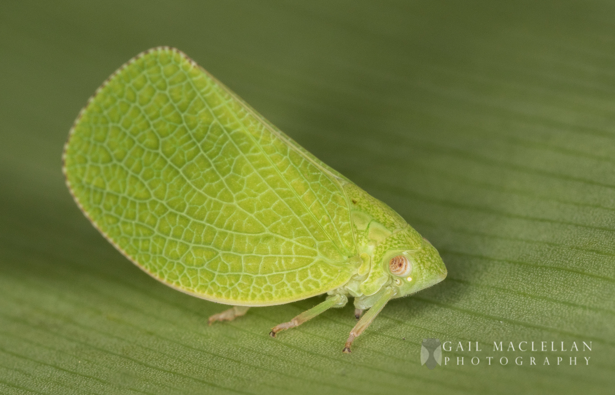 Canon MP-E 65mm F2.5 1-5x Macro Photo sample photo. Planthoppers (fulgoroidea) photography