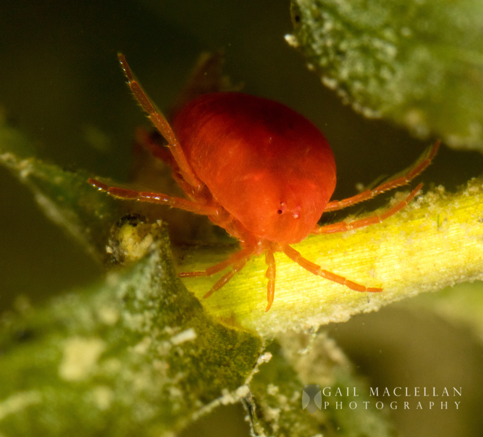 Canon MP-E 65mm F2.5 1-5x Macro Photo sample photo. Hydrachnidia - water mites photography