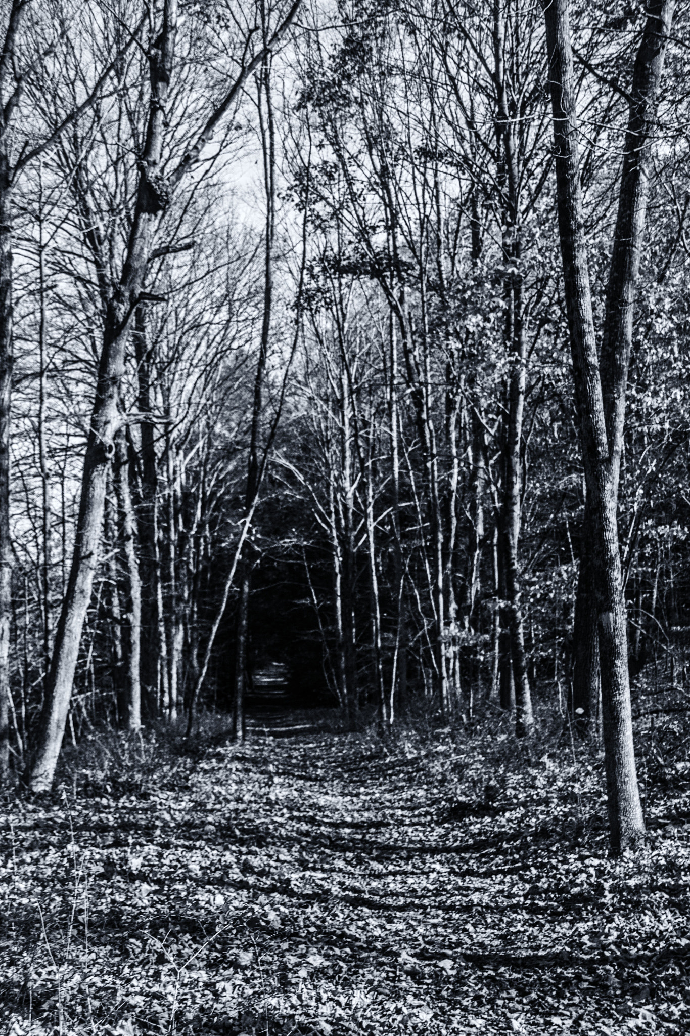 Sigma 18-250mm F3.5-6.3 DC OS HSM sample photo. Path through the woods photography