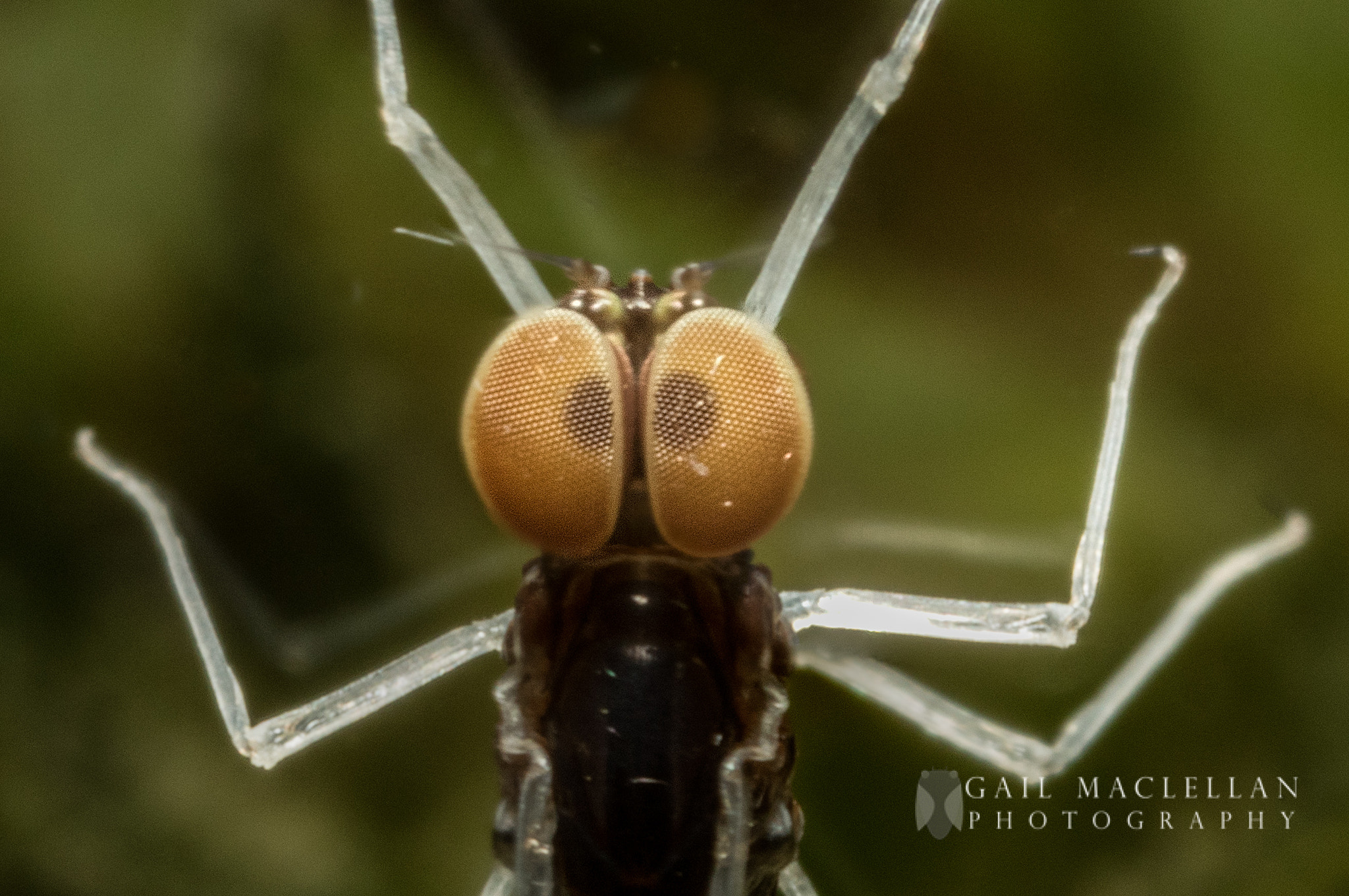 Canon MP-E 65mm F2.5 1-5x Macro Photo sample photo. Mayfly photography