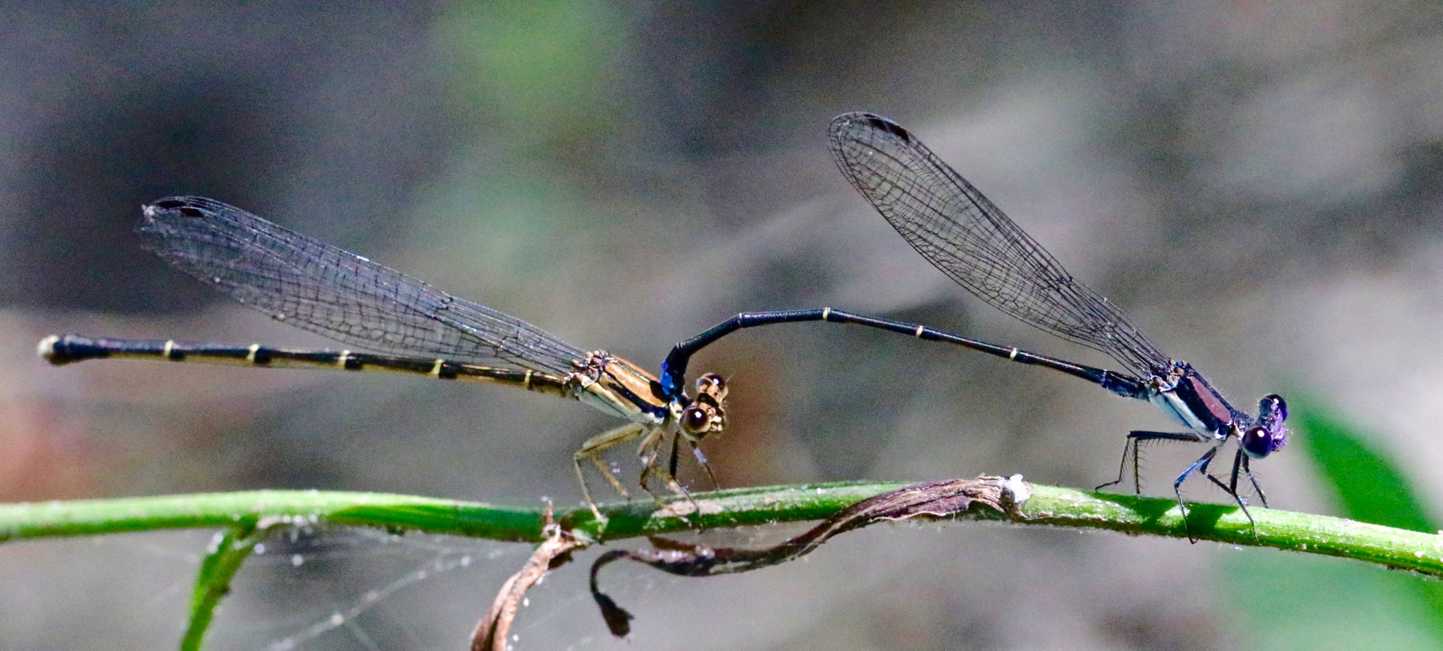 Canon EOS 80D + Canon EF 100mm F2.8L Macro IS USM sample photo. Dating damsels photography