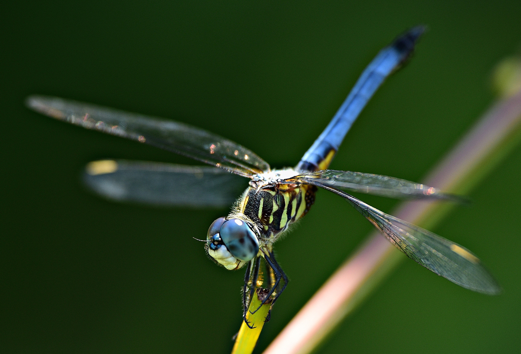 Tamron SP 70-200mm F2.8 Di VC USD sample photo. Dragonfly photography