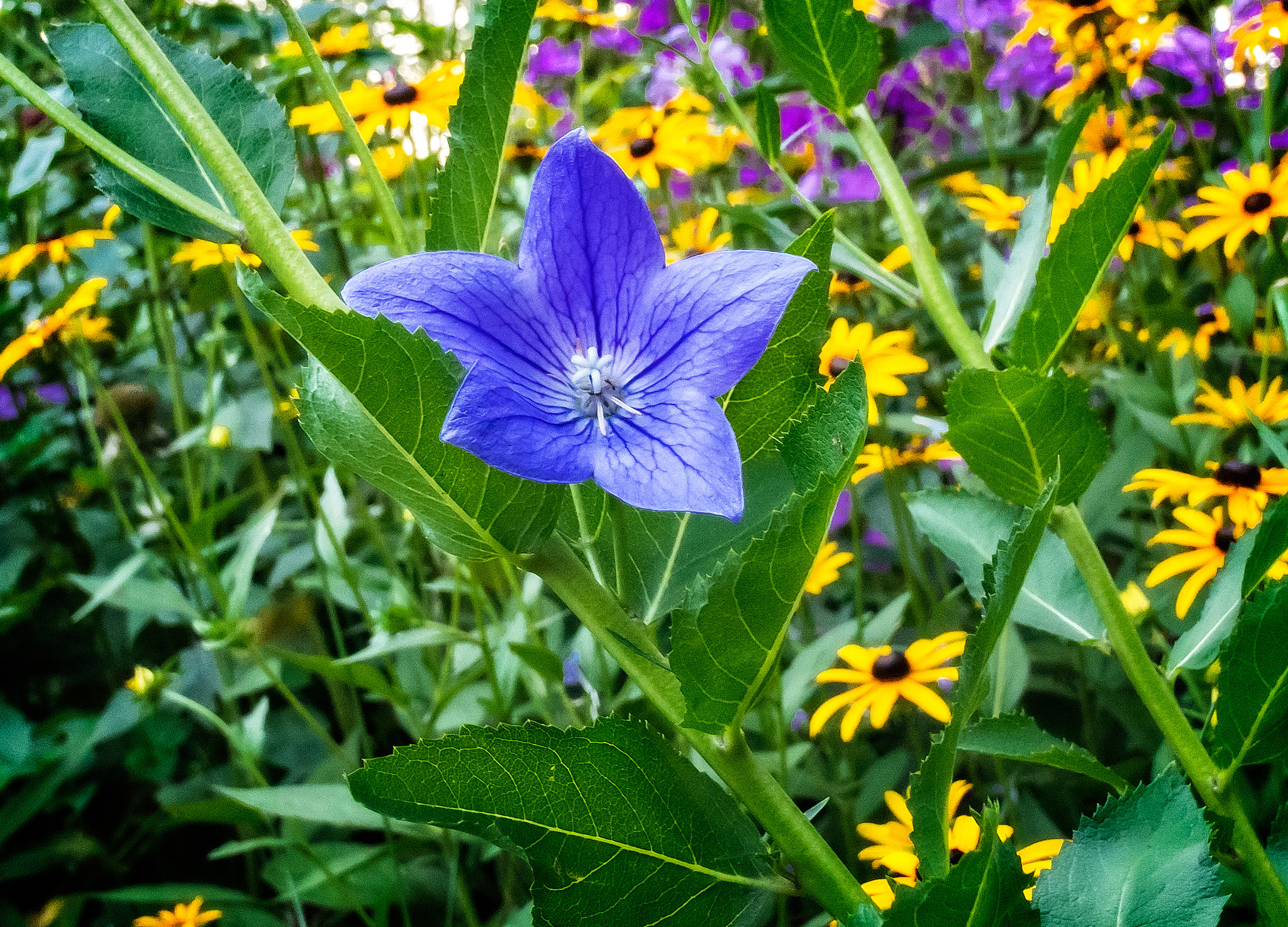 Nikon D500 sample photo