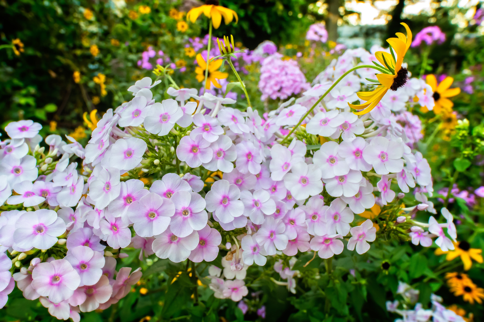 Nikon D500 sample photo