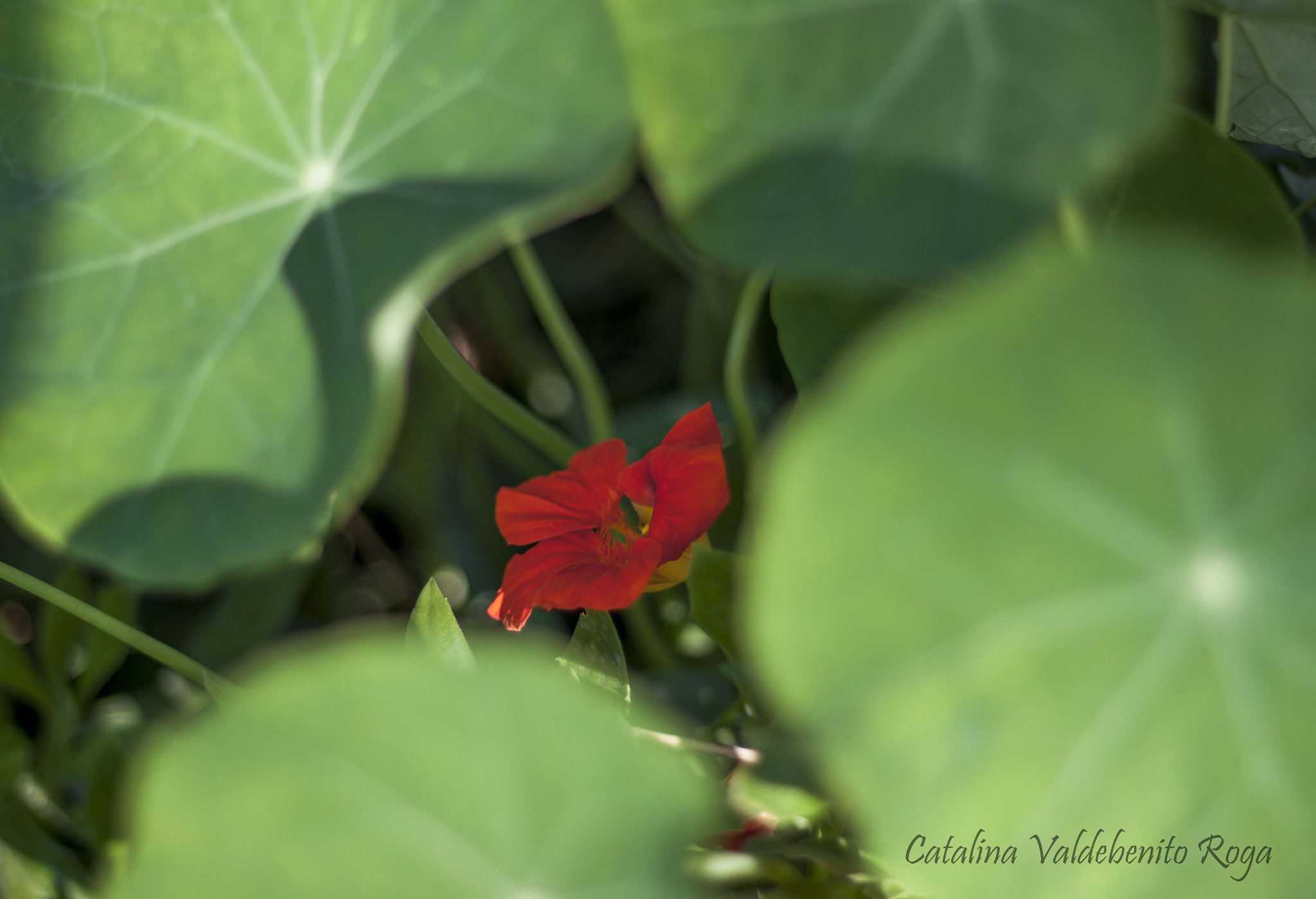 Canon EOS 50D + Canon EF 50mm F1.8 II sample photo. In some garden photography