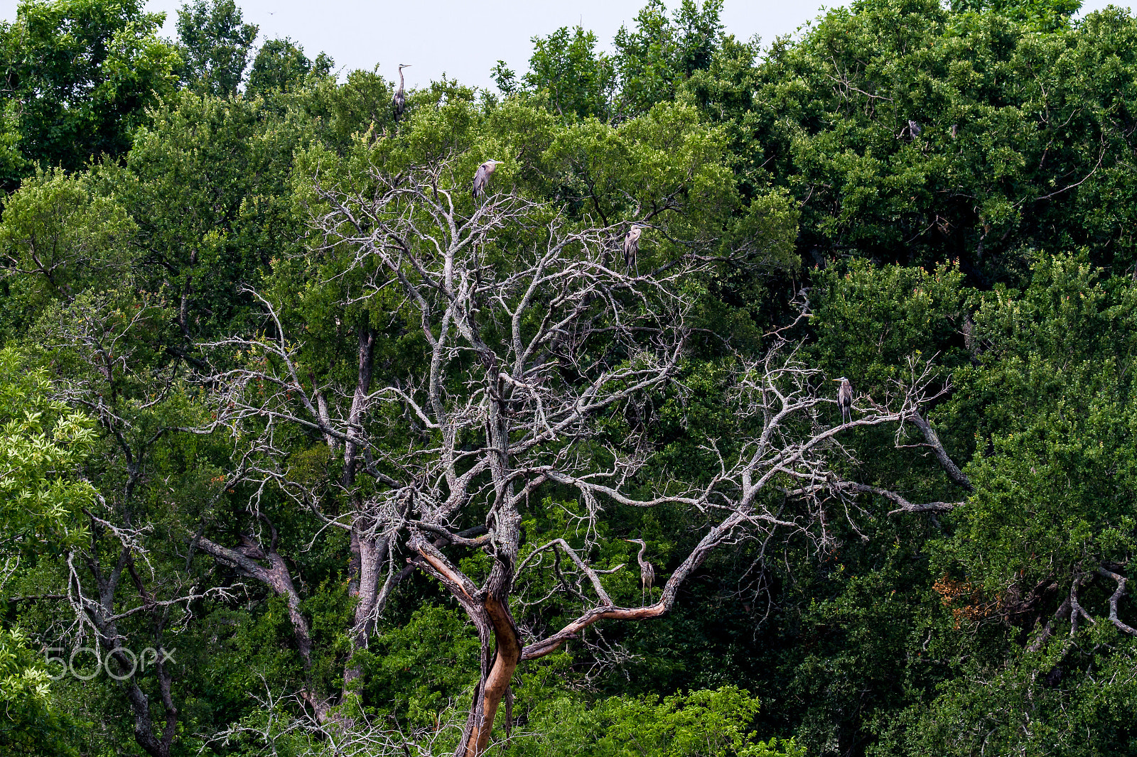Canon EF 100-400mm F4.5-5.6L IS USM sample photo. Great blue heron tree photography