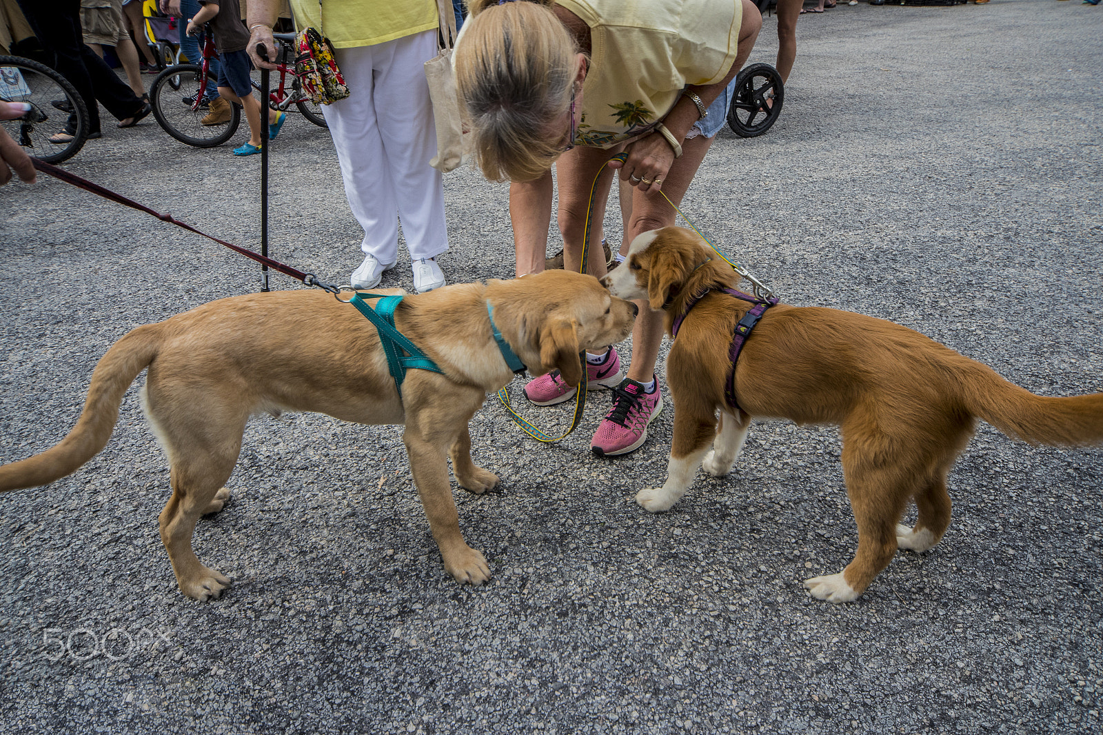 Canon EOS-1D X Mark II + Sigma 12-24mm F4.5-5.6 EX DG Aspherical HSM sample photo. Dogs meet and greet 10652 photography