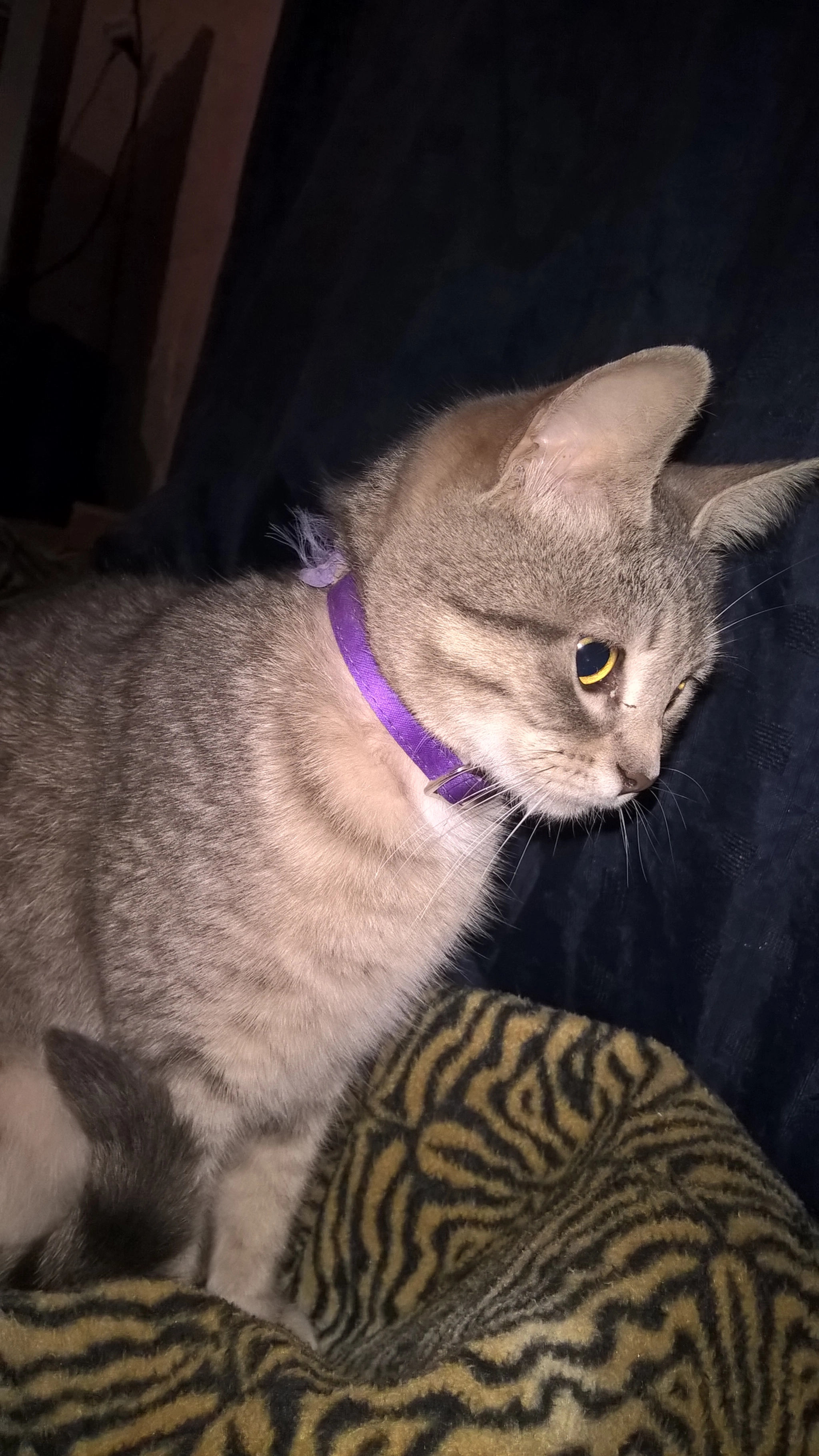 Microsoft Lumia 640 XL sample photo. Roxi photography