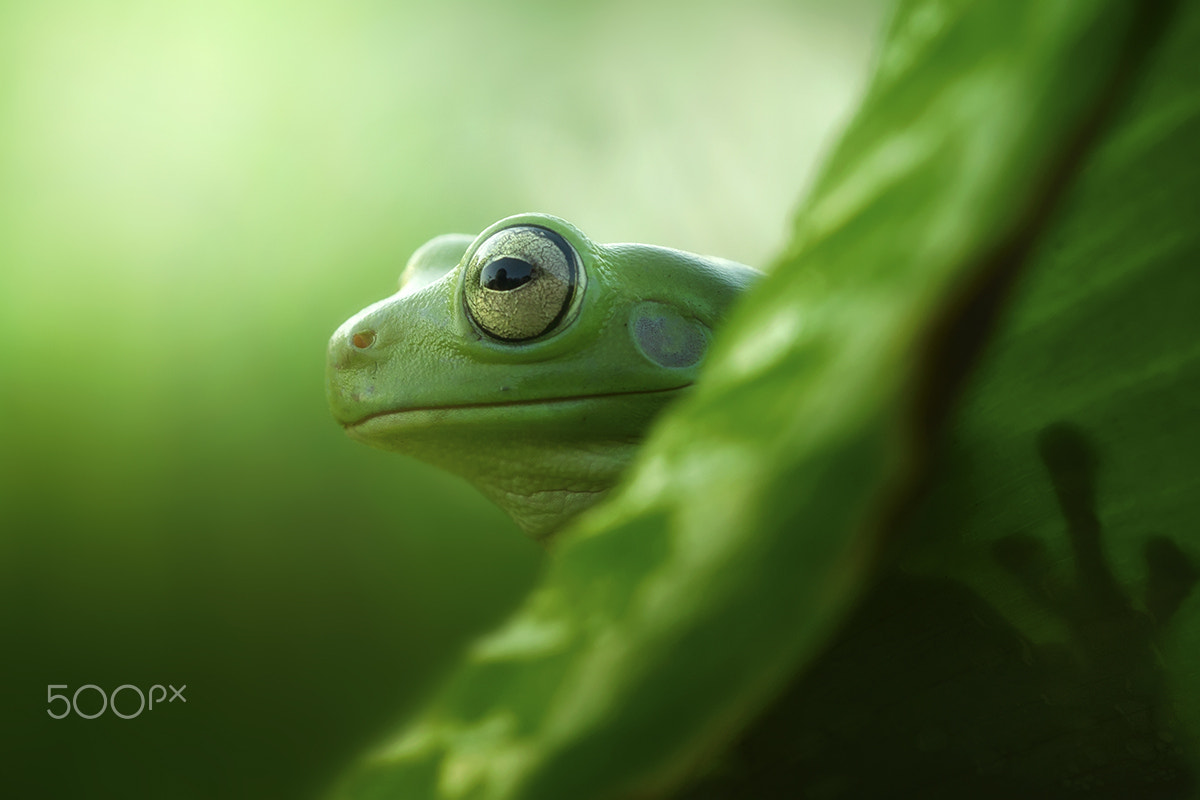 Canon EF 100mm F2.8 Macro USM sample photo. Waiting photography