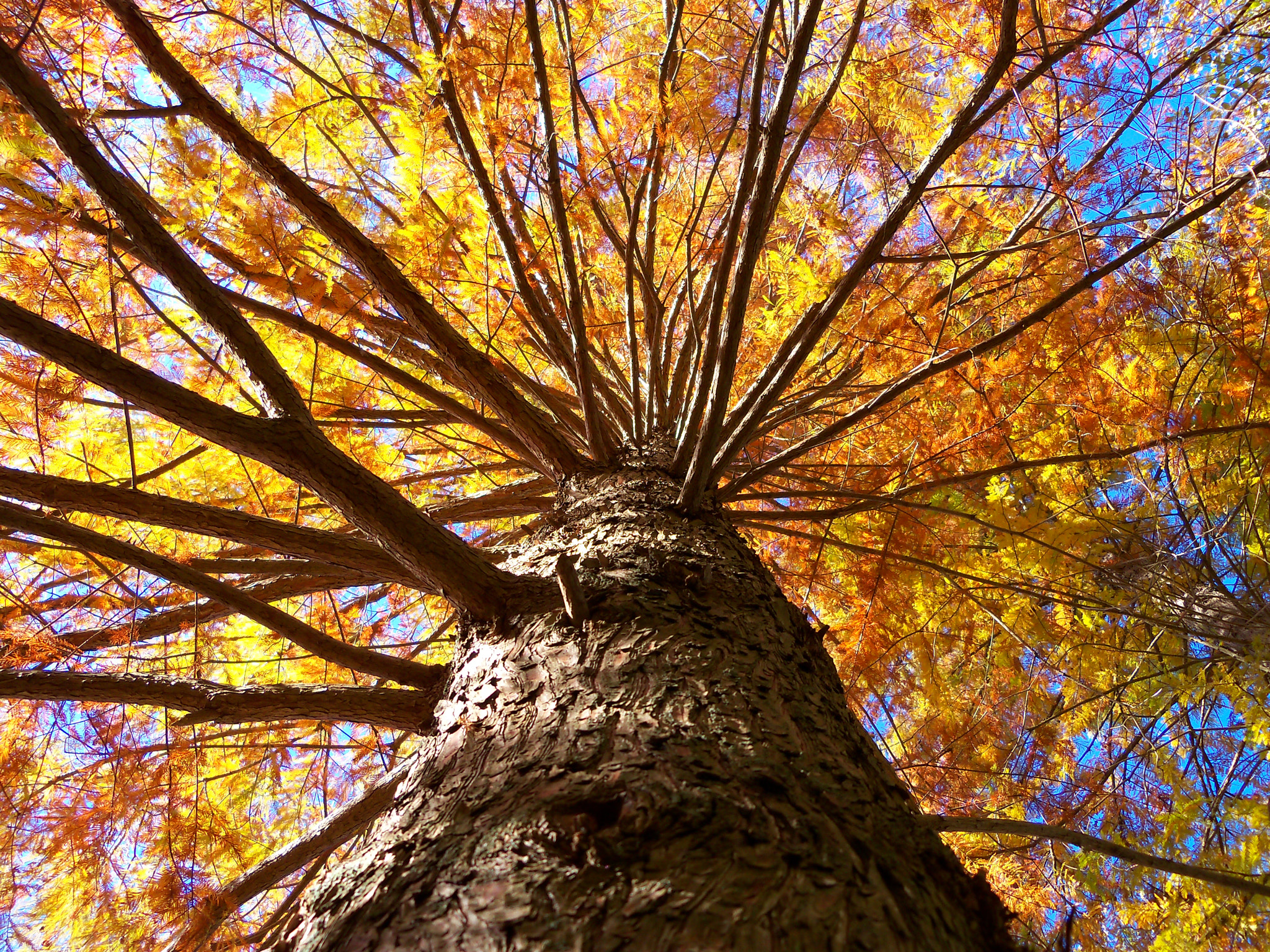 Kodak EasyShare Z915 sample photo. Tree in fall photography