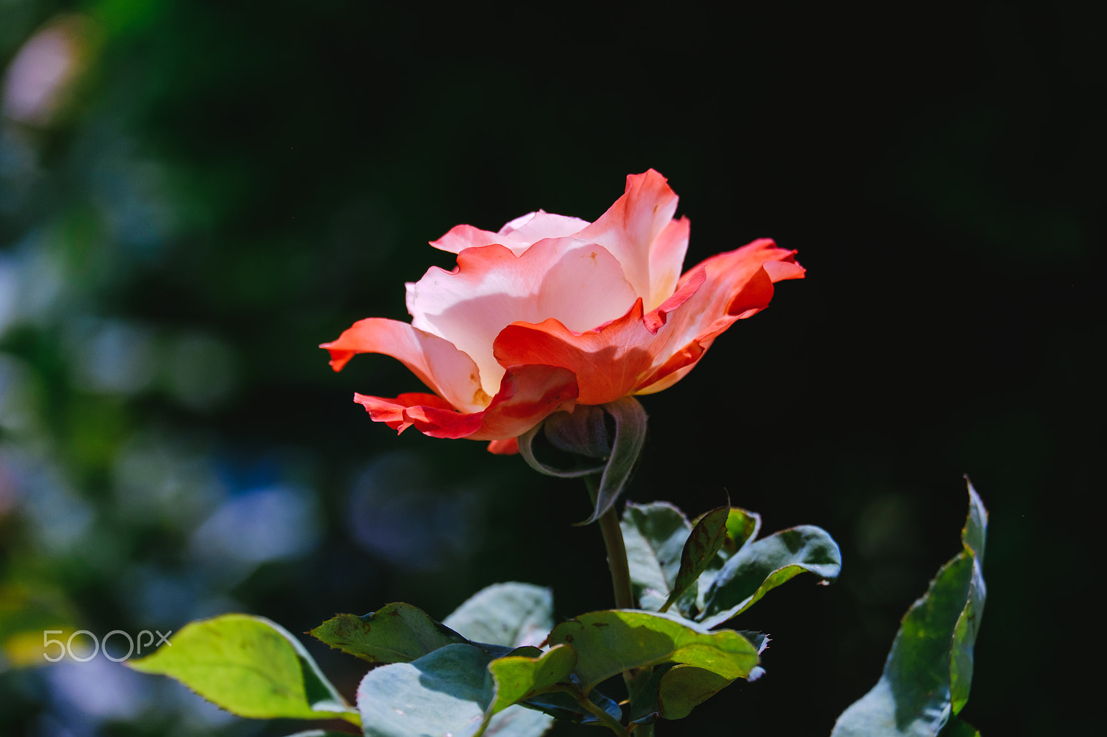 Fujifilm X-T1 + Fujifilm XC 50-230mm F4.5-6.7 OIS II sample photo. Fire on the rose. photography