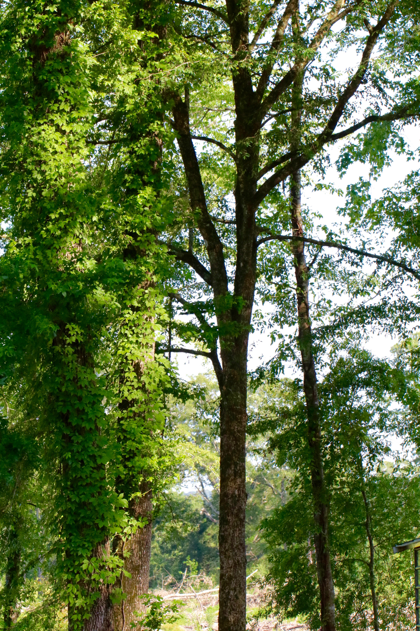 Canon EOS 80D + Canon EF 100mm F2.8L Macro IS USM sample photo. Mississippi back woods photography