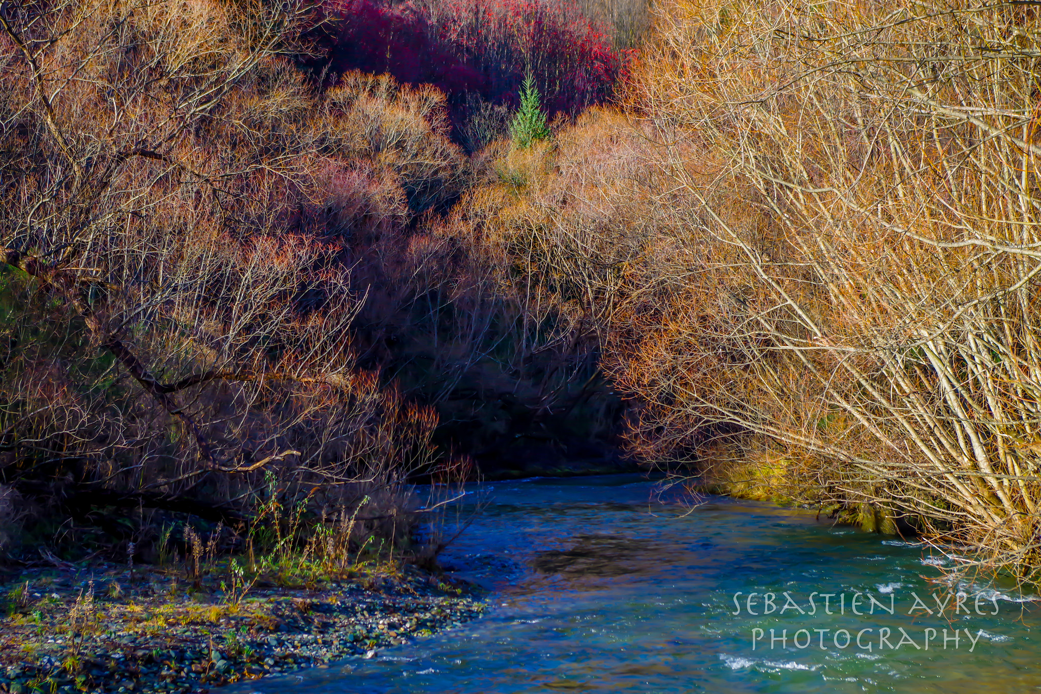 Pentax K-S2 sample photo. Bejeweled forest photography