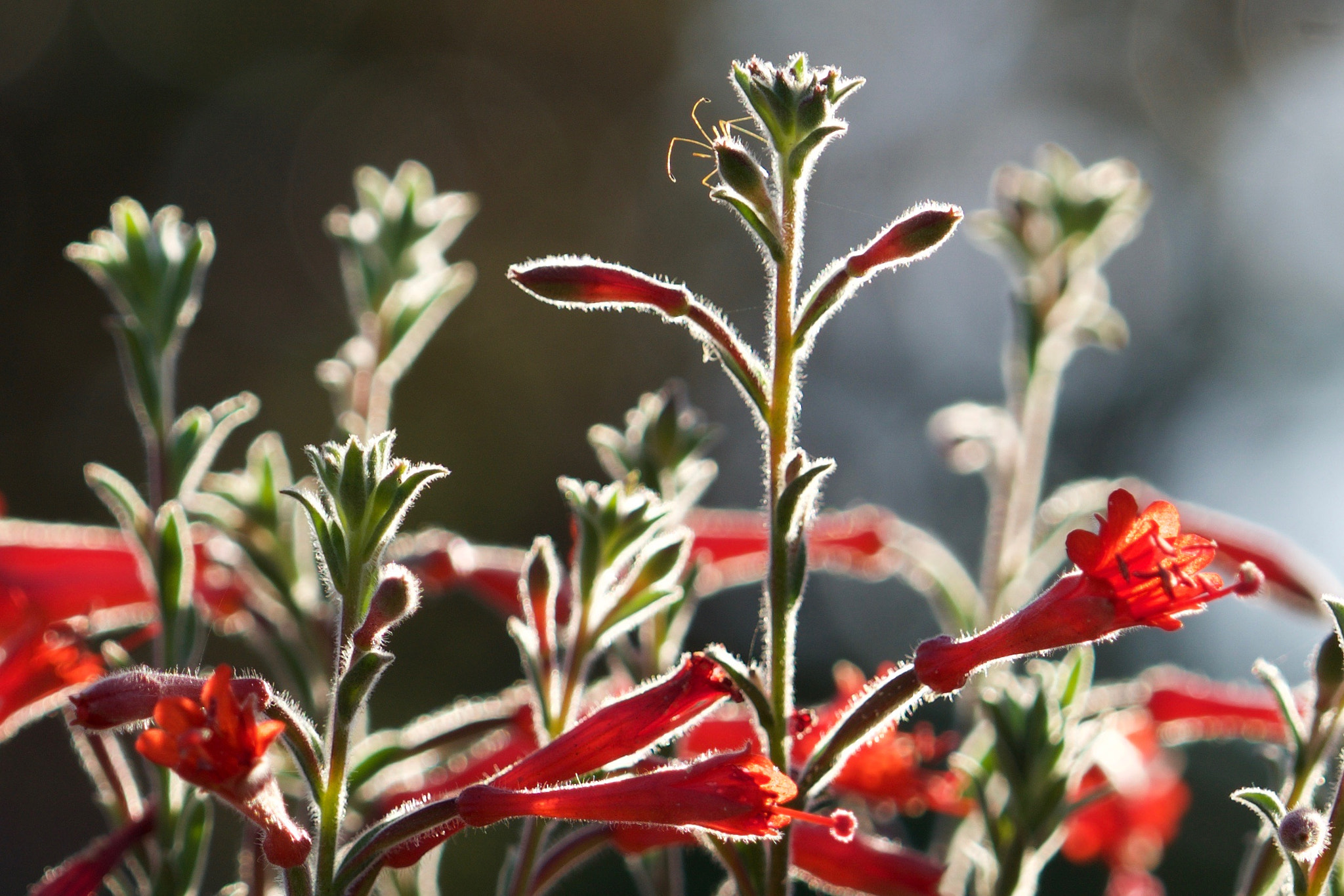 Sony a6000 + Sony FE 70-200mm F4 G OSS sample photo. Backlight photography