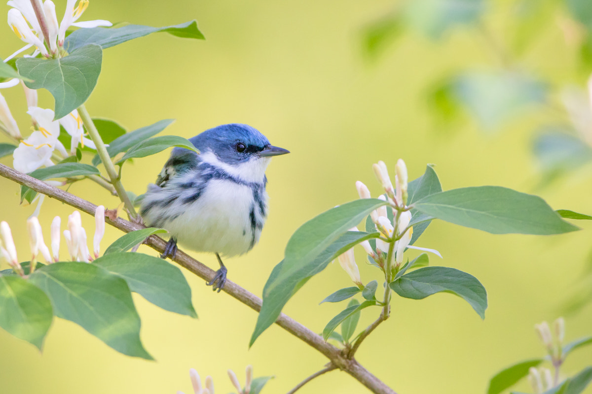 Canon EF 200-400mm F4L IS USM Extender 1.4x sample photo. Cerulean warbler photography