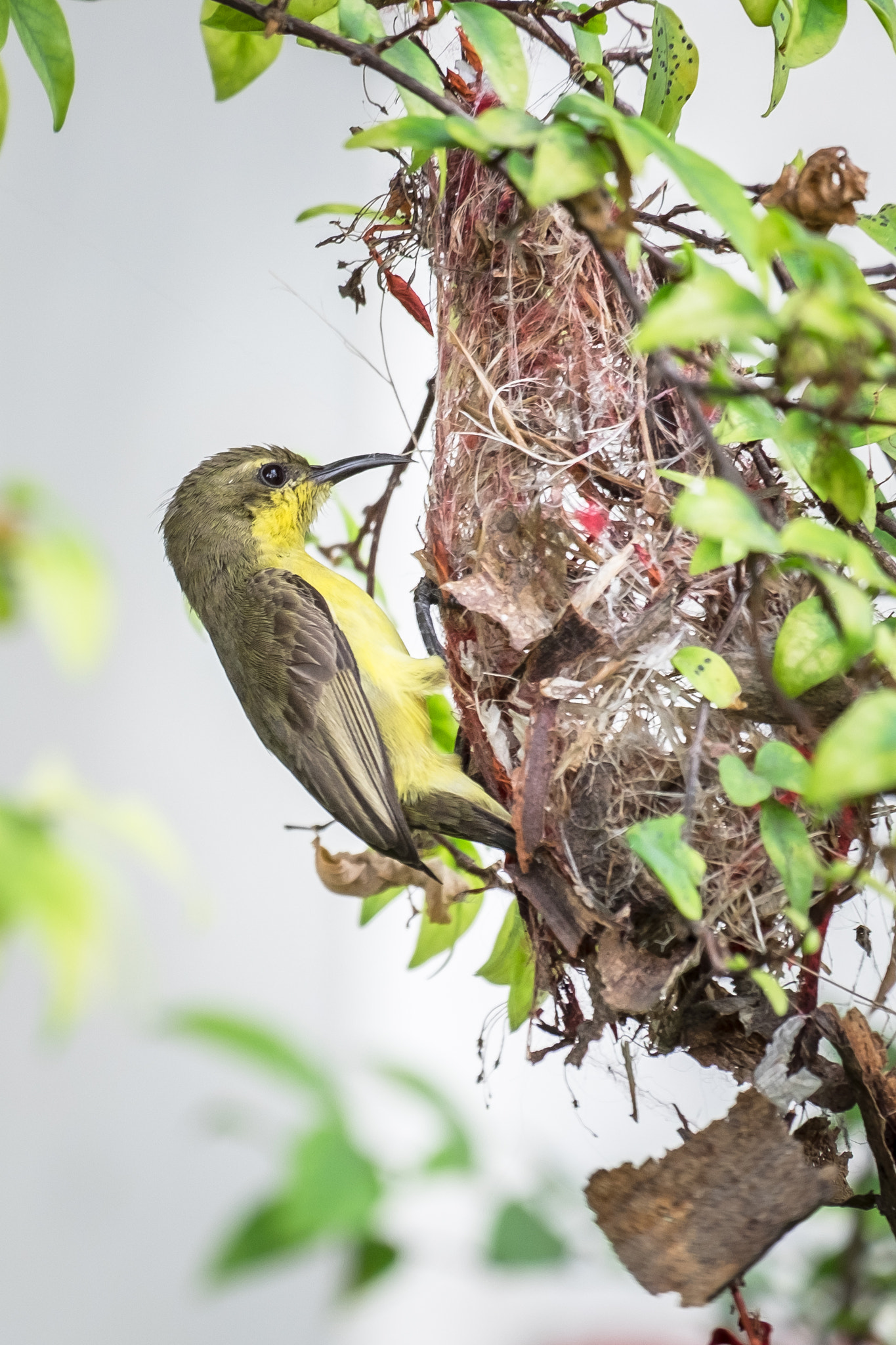 Fujifilm X-E2 + Fujifilm XC 50-230mm F4.5-6.7 OIS II sample photo. Bird (of ) photography