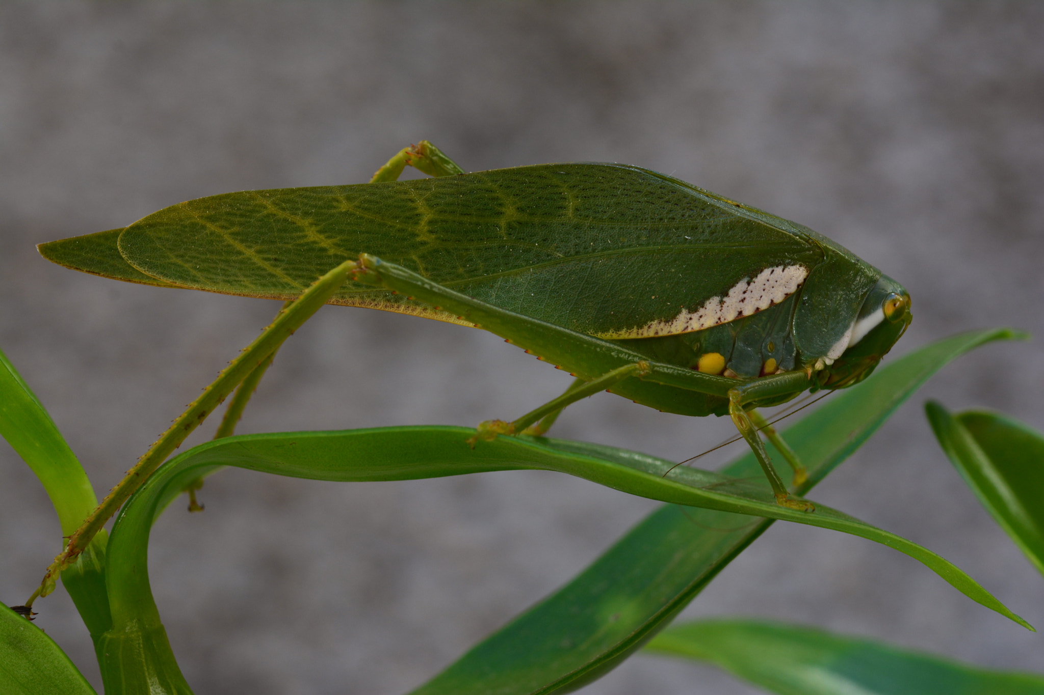 Manual Lens No CPU sample photo. Gafanhoto photography