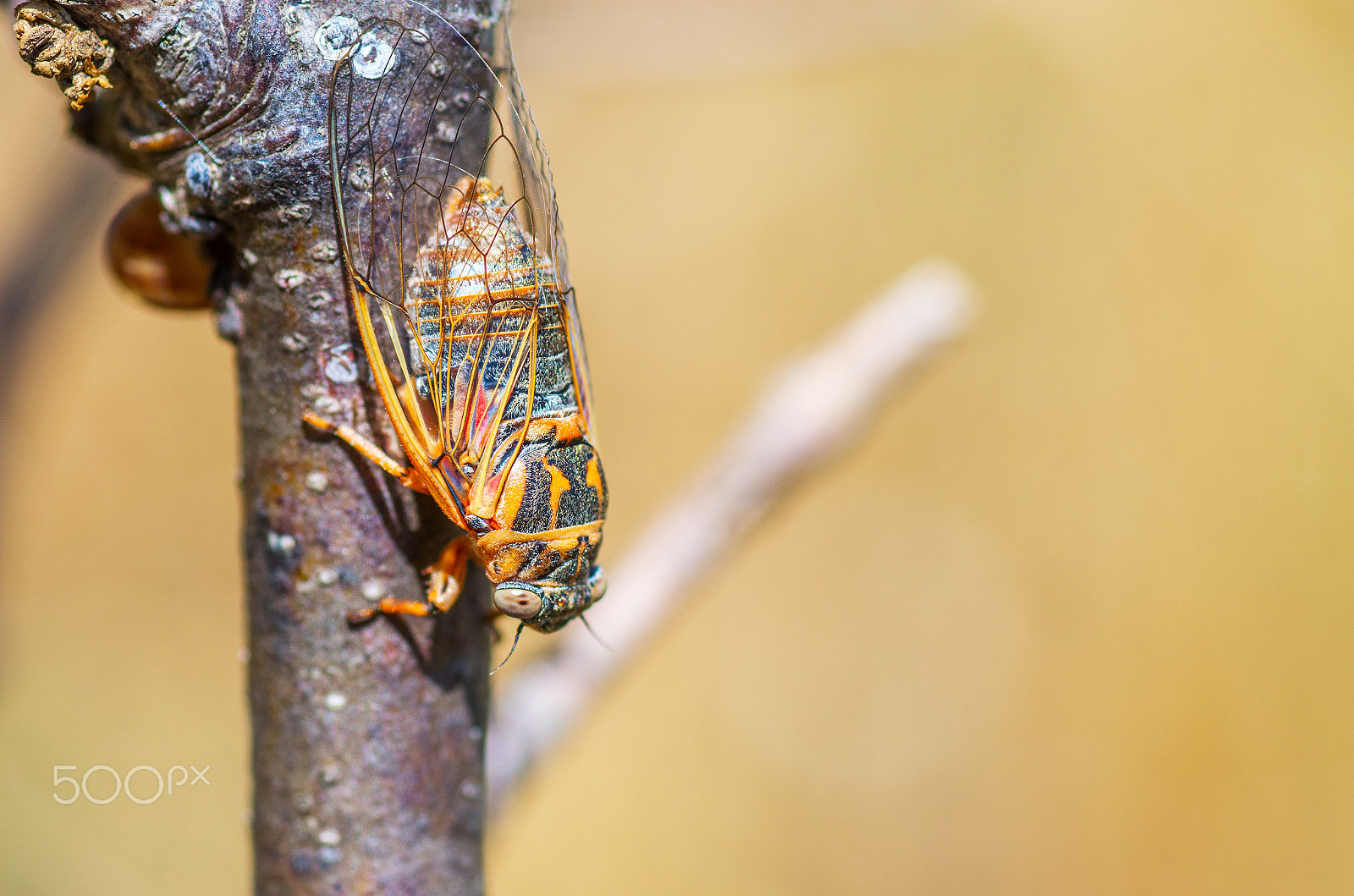 Pentax K-5 II + Tamron SP AF 90mm F2.8 Di Macro sample photo. Cicada sitting on a branch. macro shooting. photography