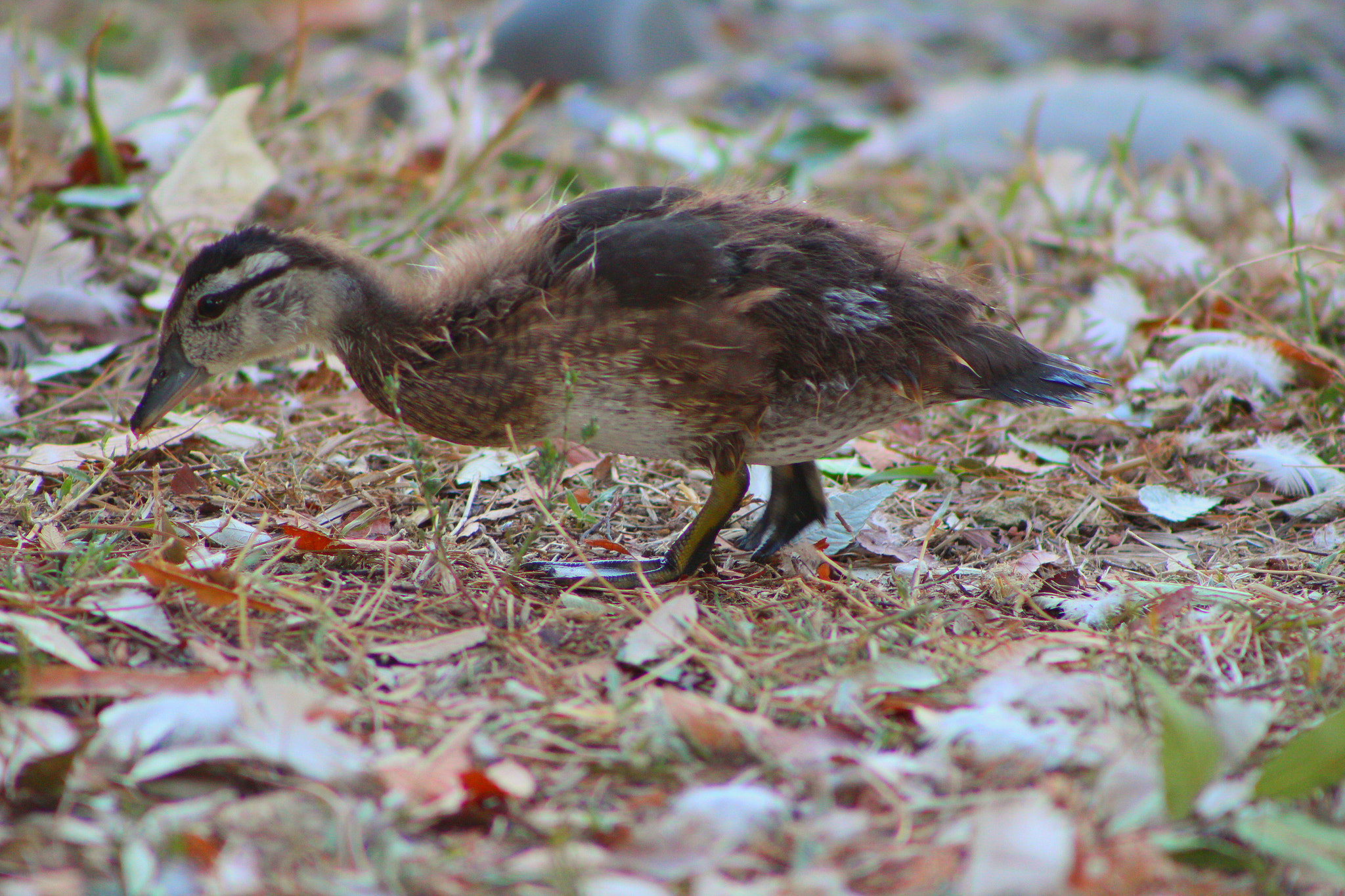 Canon EF75-300mm f/4-5.6 sample photo. Gerald, the duckling. elk grove regional park photography