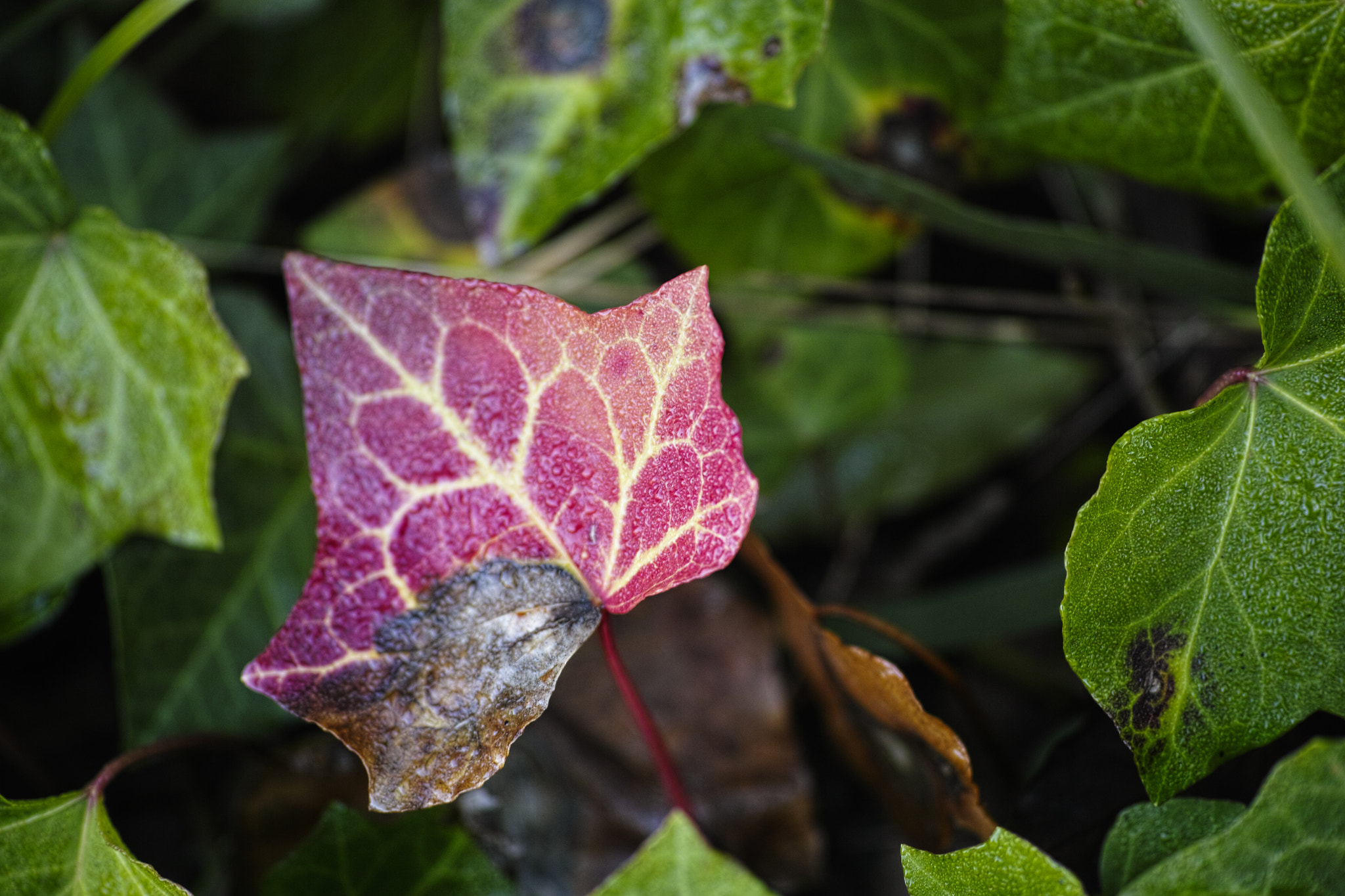 Sigma 50mm F2.8 EX DG Macro sample photo. Blight photography