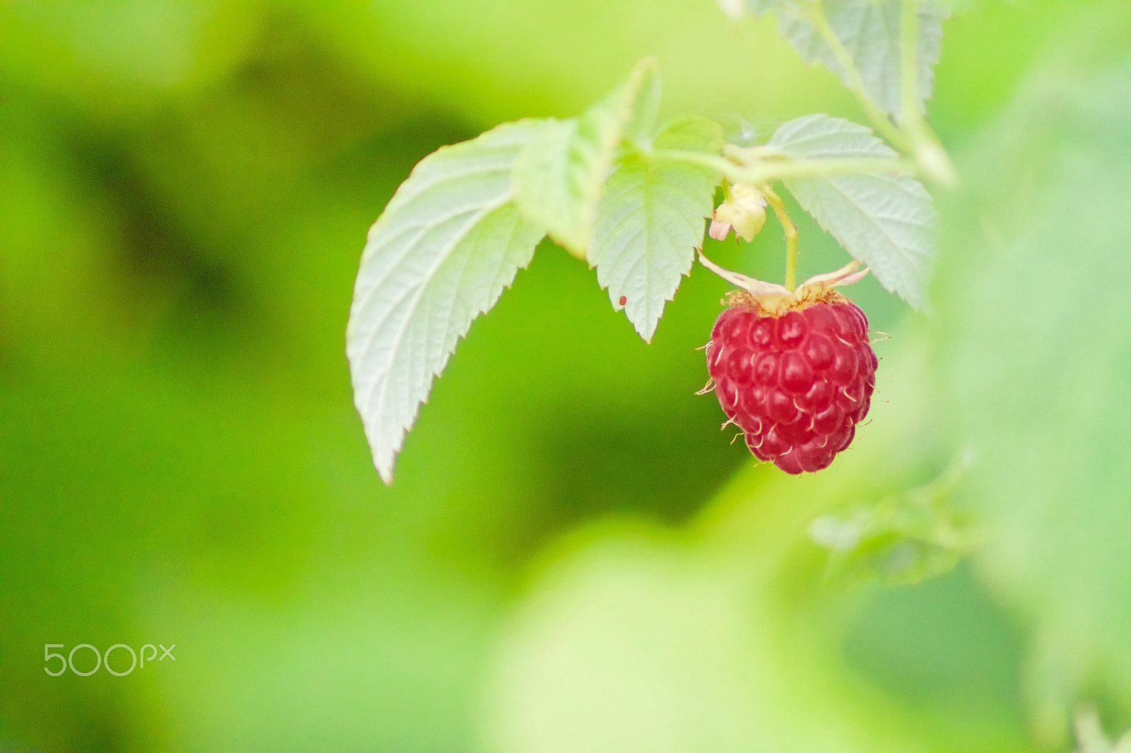 Canon EOS 500D (EOS Rebel T1i / EOS Kiss X3) sample photo. Sweet raspberry photography