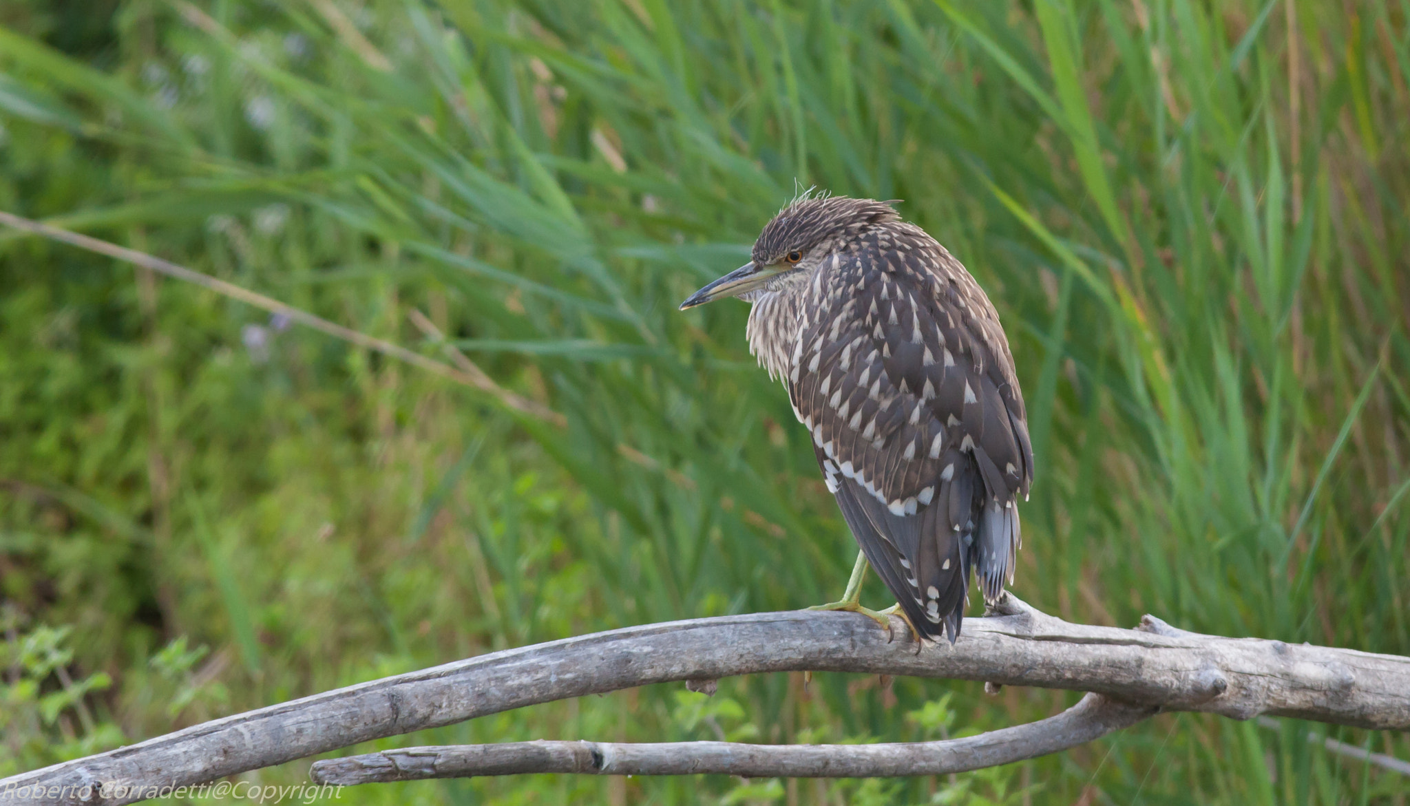 Sigma 150-500mm F5-6.3 DG OS HSM sample photo. In attesa photography