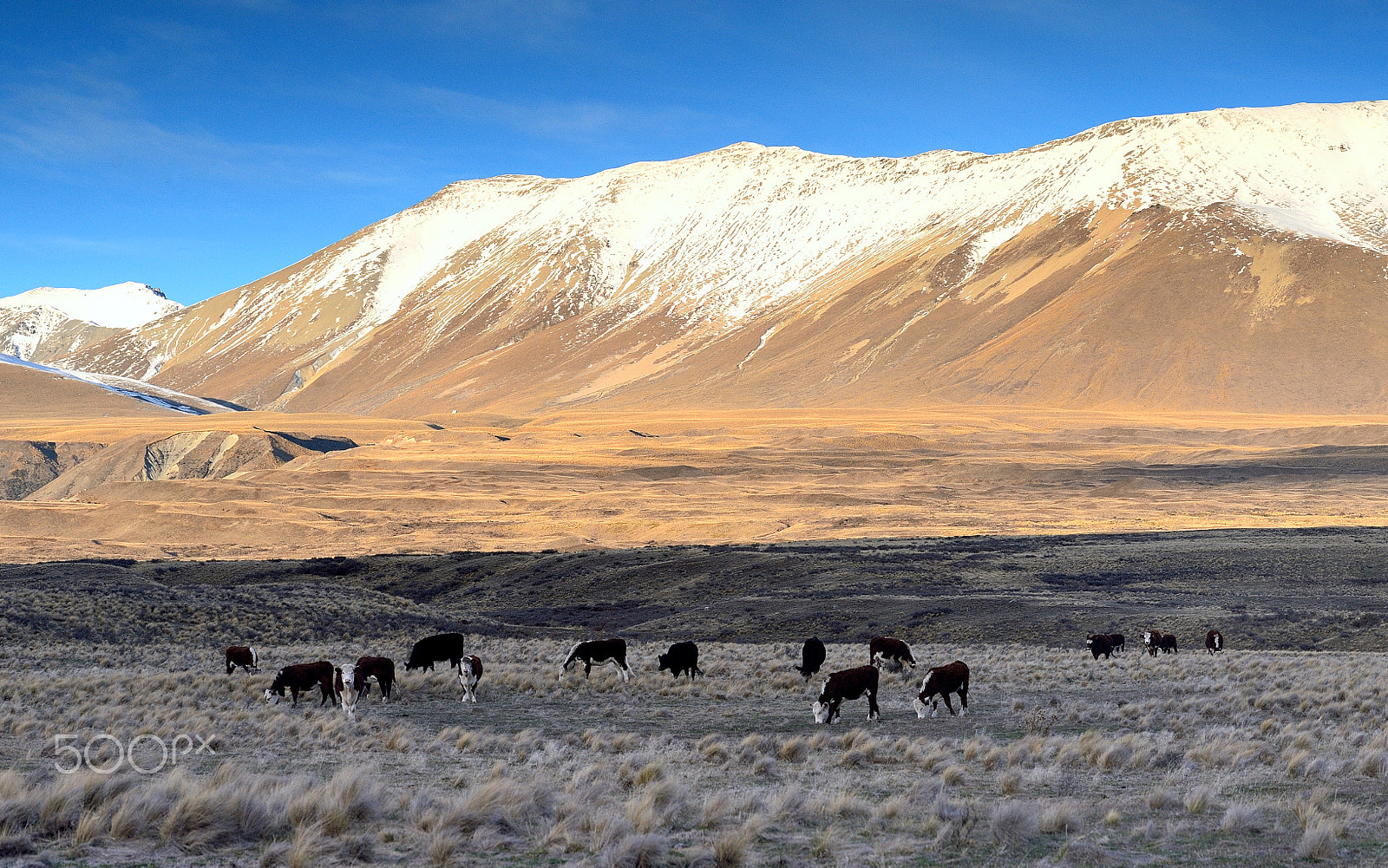 Nikon Df sample photo. The cattle grazing in a farm near lake tekapo photography