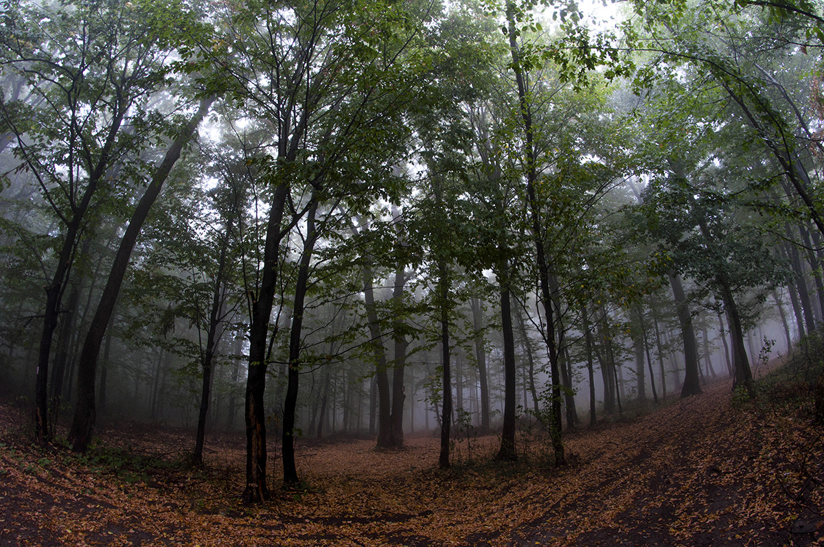 Nikon D90 + Samyang 8mm F3.5 Aspherical IF MC Fisheye sample photo. Foggy mornin. photography