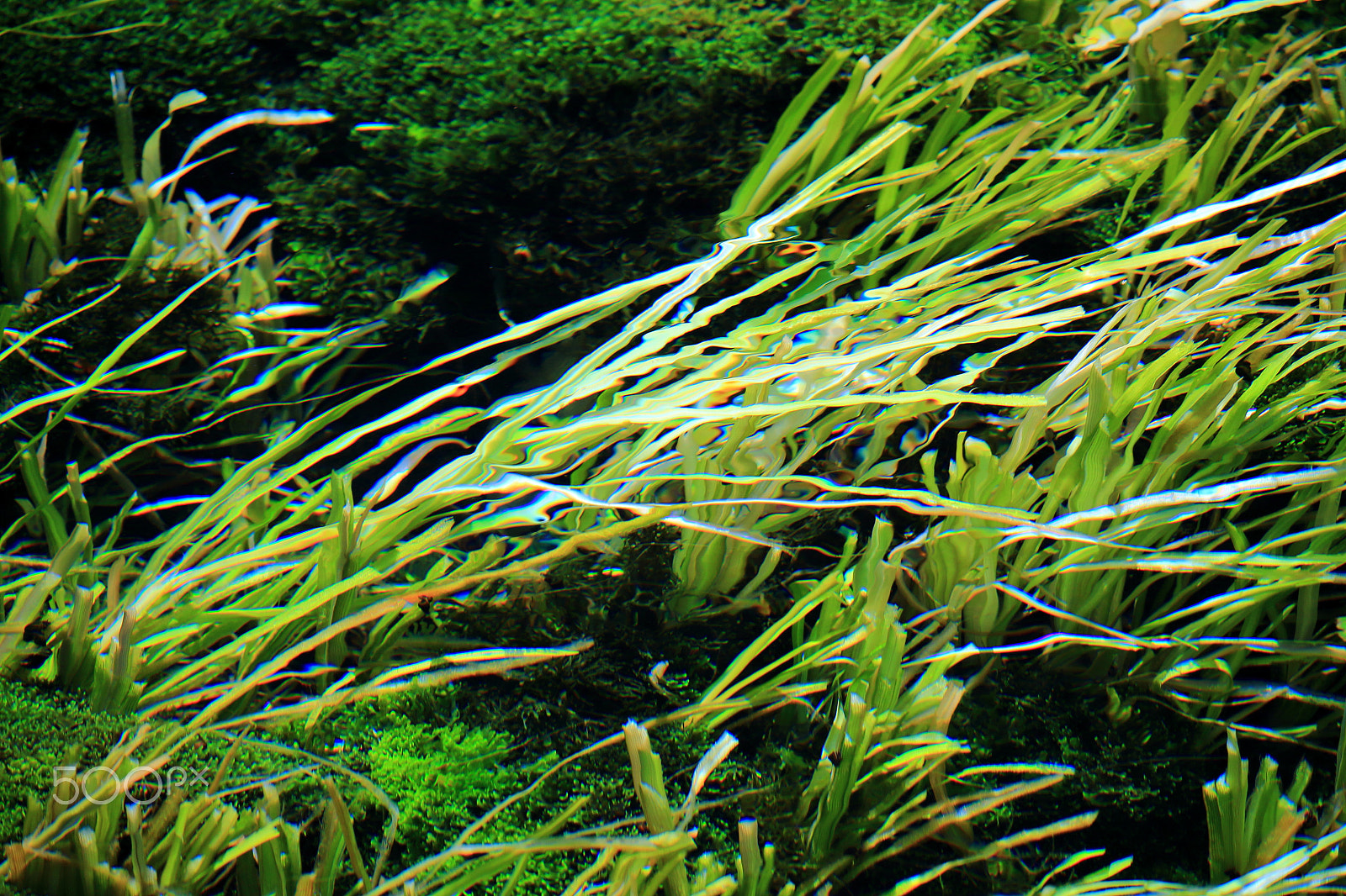 Canon EOS 700D (EOS Rebel T5i / EOS Kiss X7i) sample photo. Water grasses photography