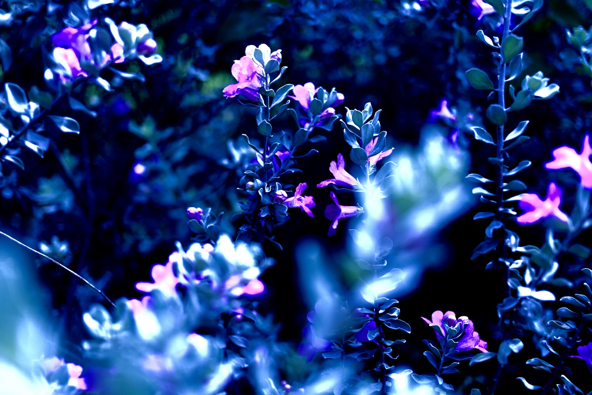 Canon EF 40mm F2.8 STM sample photo. Lavender photography