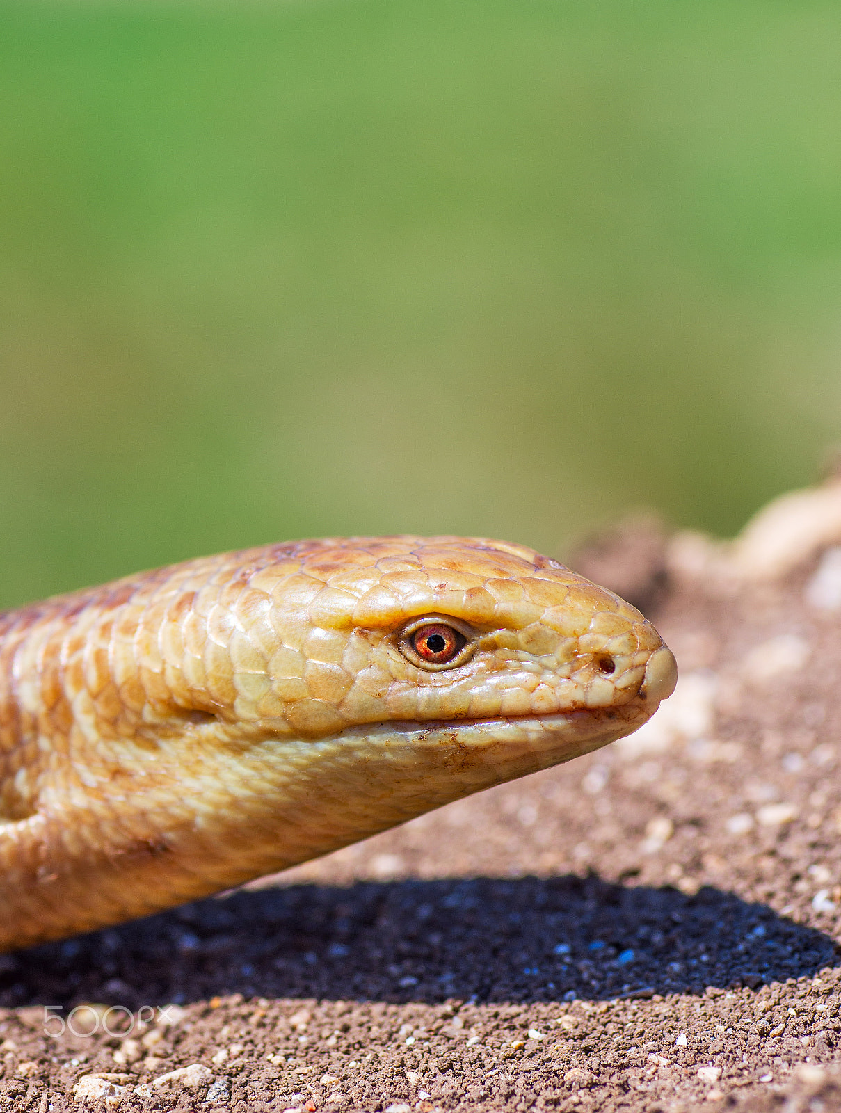 Pentax K-5 II sample photo. Portrait of a snake on earth background photography