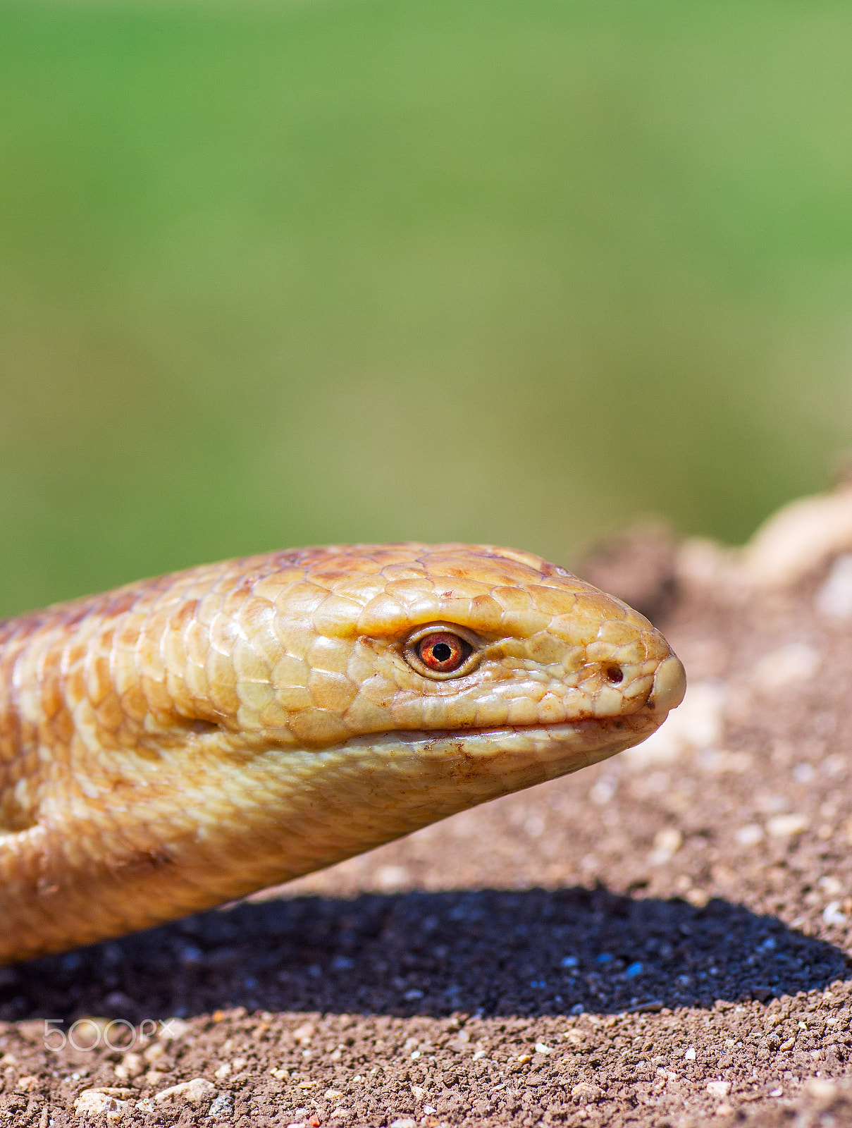 Tamron SP AF 90mm F2.8 Di Macro sample photo. Portrait of a snake on earth background photography