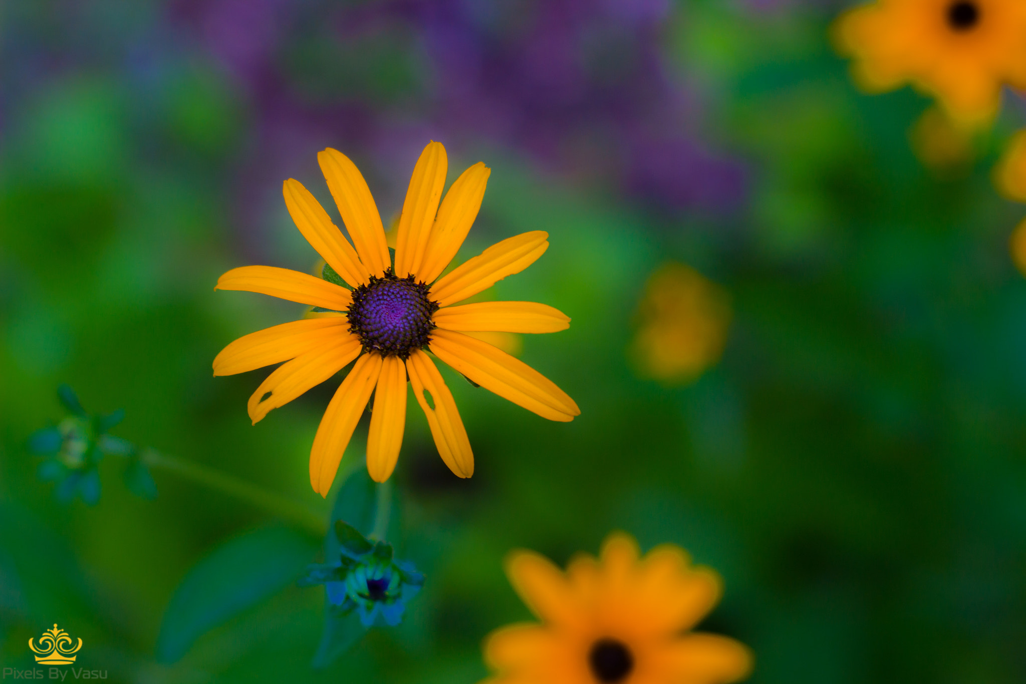 Canon EF 50mm F1.8 II sample photo. Flower photography
