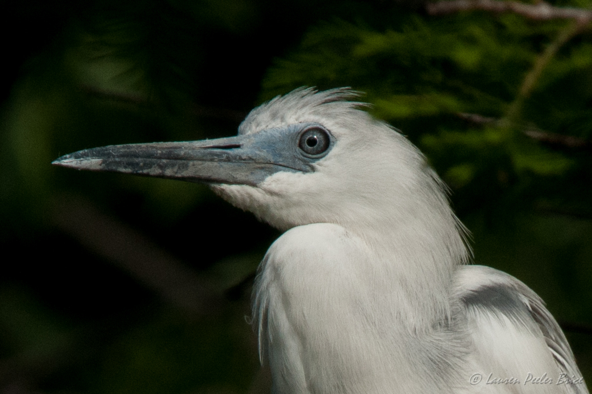 Nikon D300S sample photo. Little blue heron photography