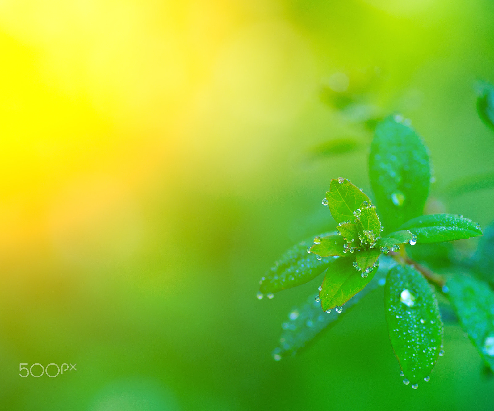 Tamron SP AF 90mm F2.8 Di Macro sample photo. Morning dew on the leaves photography
