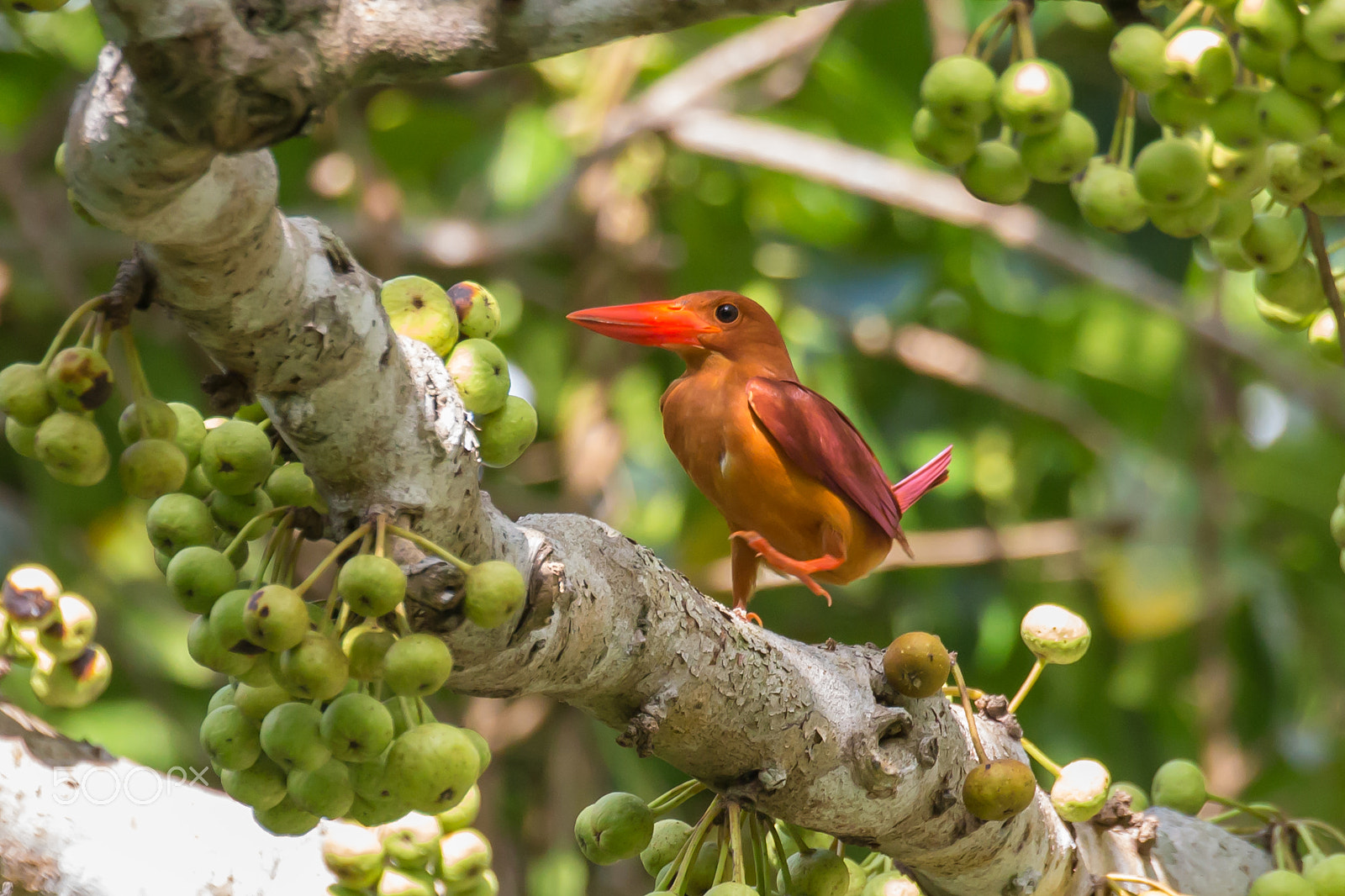 Canon EOS-1D X sample photo. A red-bird standing on one leg photography