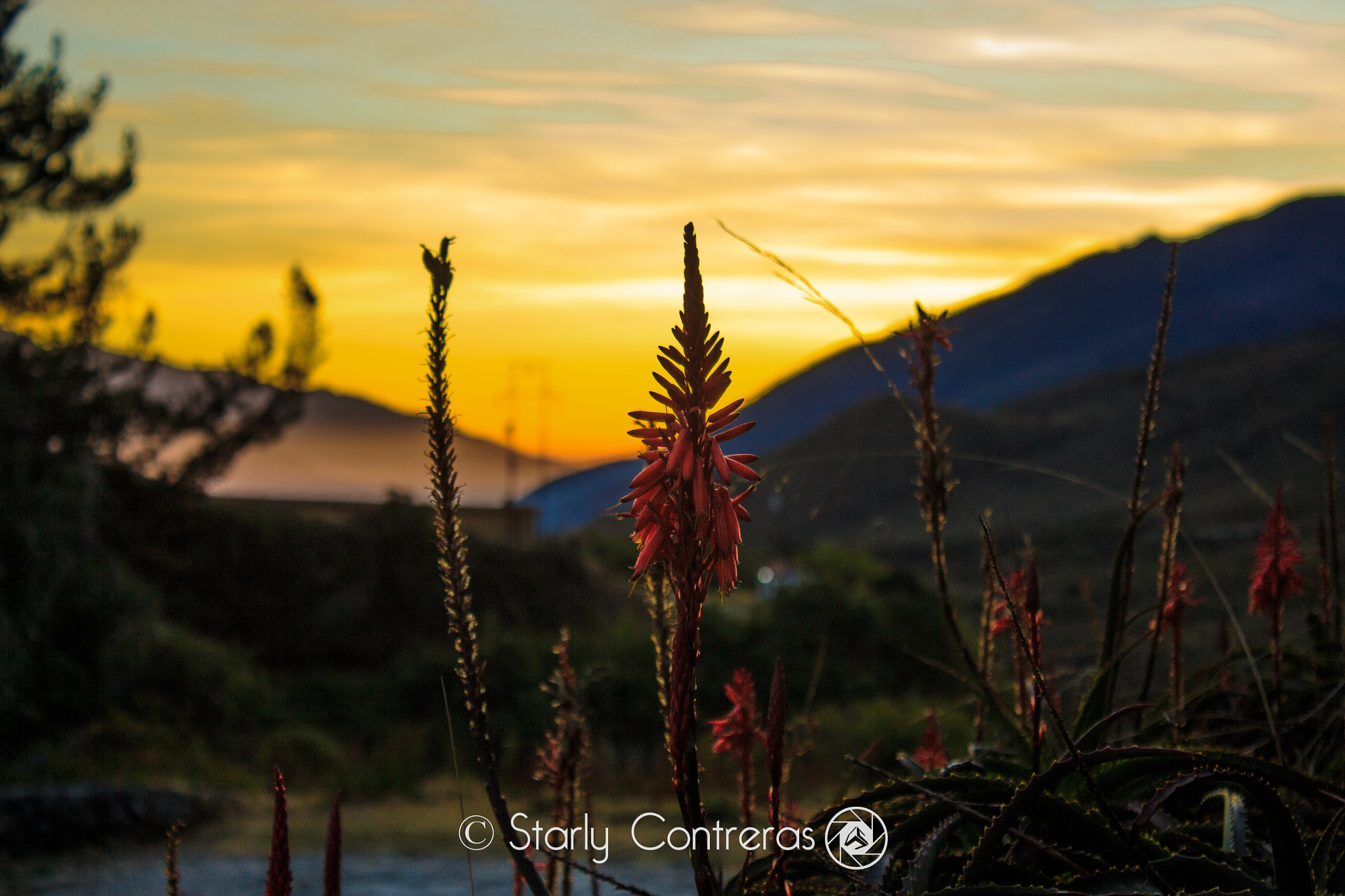 Canon EF-S 18-55mm F3.5-5.6 IS sample photo. @starlycontreras in instagram photography