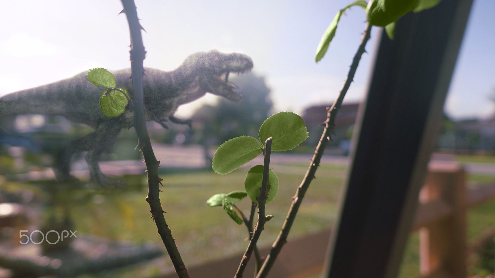 Tamron 18-200mm F3.5-6.3 Di III VC sample photo. T.rex photography