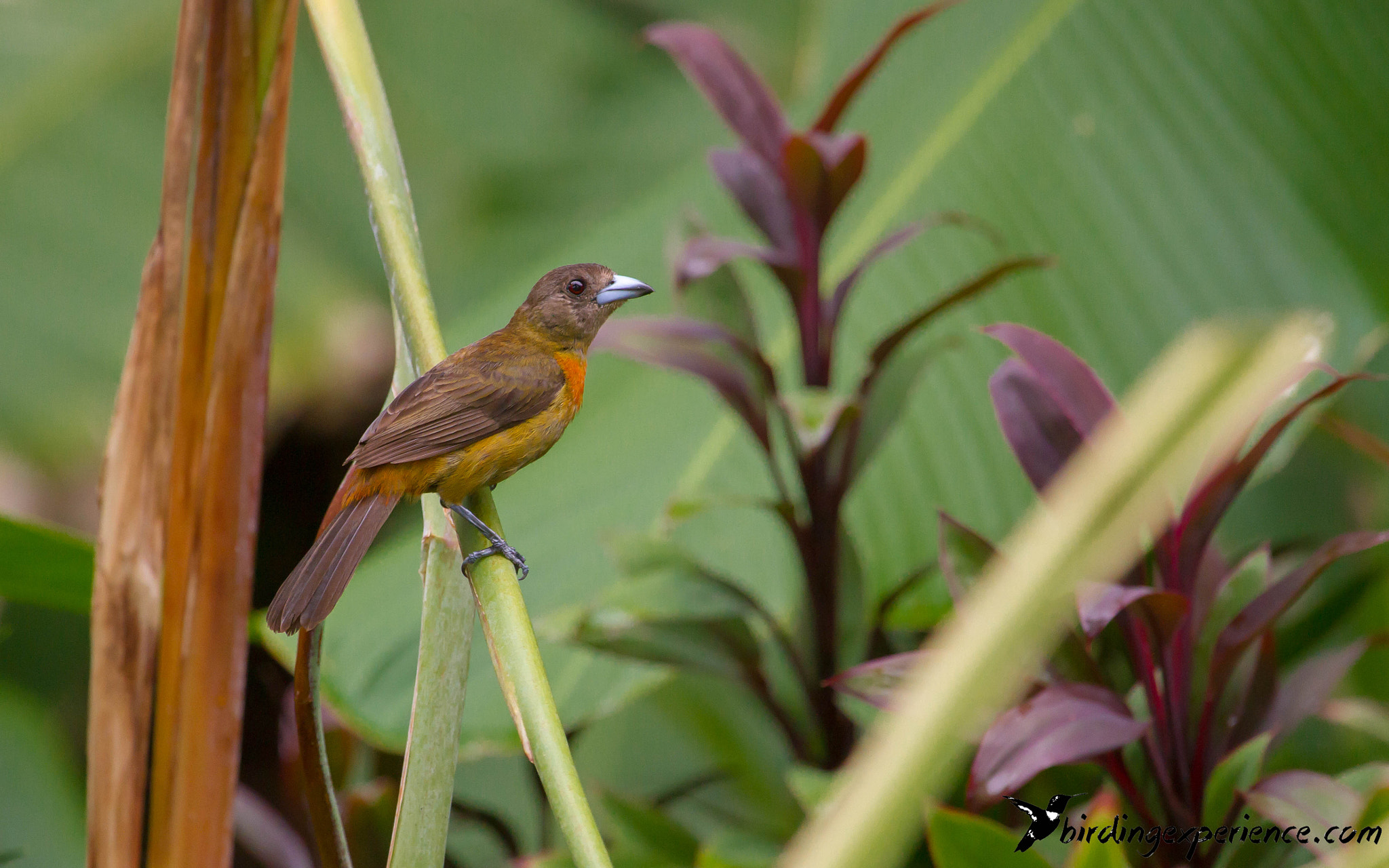 Canon EF 100-400mm F4.5-5.6L IS USM sample photo. Cherrie's tanager (ramphocelus costaricensis) photography