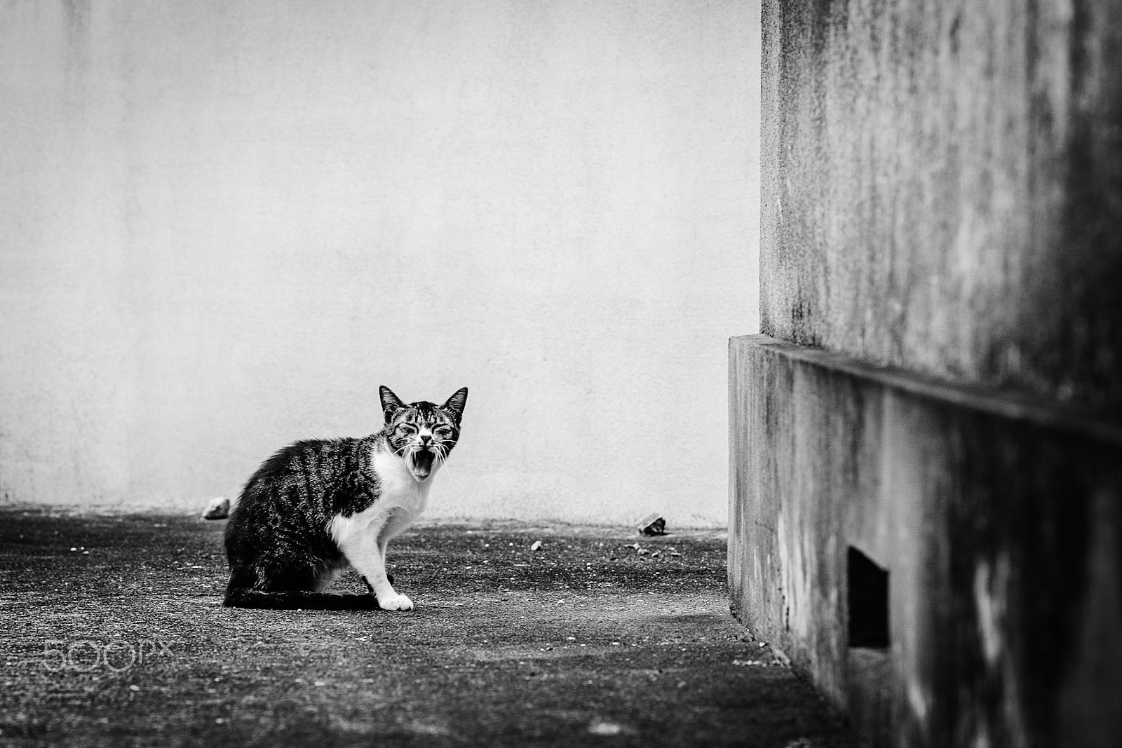 Canon EF 100mm F2.0 USM sample photo. Cry out photography