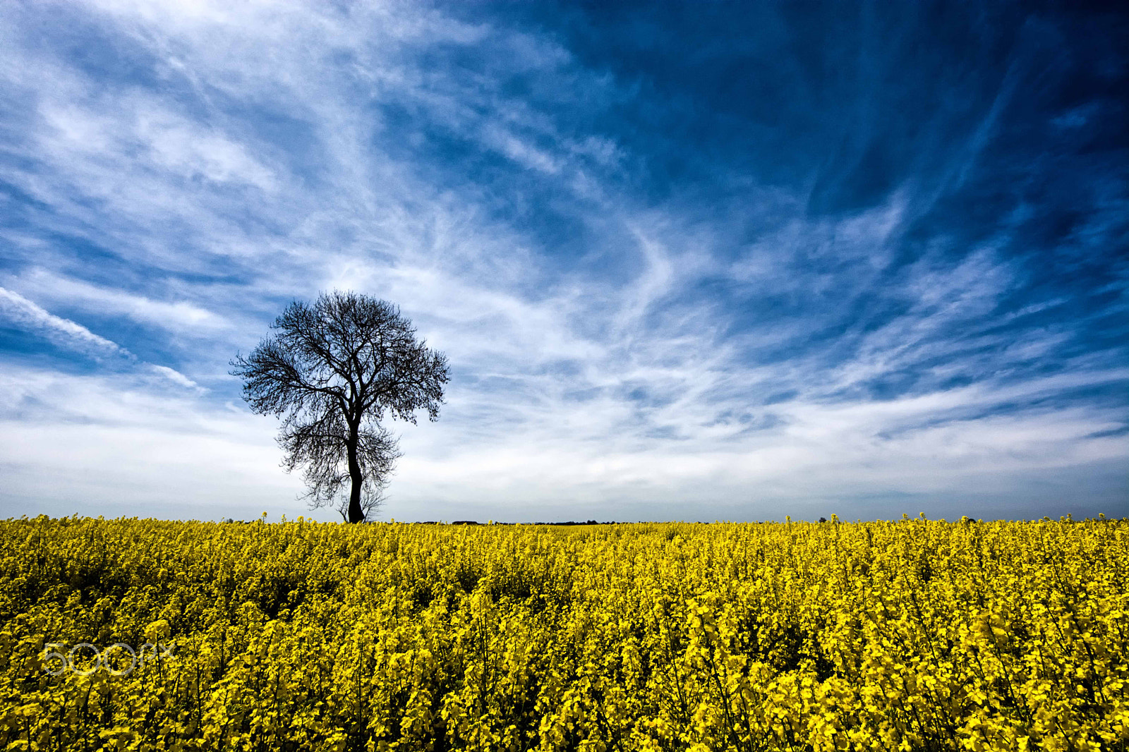 Sigma 8-16mm F4.5-5.6 DC HSM sample photo. Yellow photography