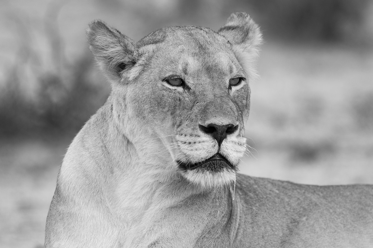 Nikon D4S + Nikon AF-S Nikkor 500mm F4G ED VR sample photo. Kalahari lion ( female ) 2016 photography